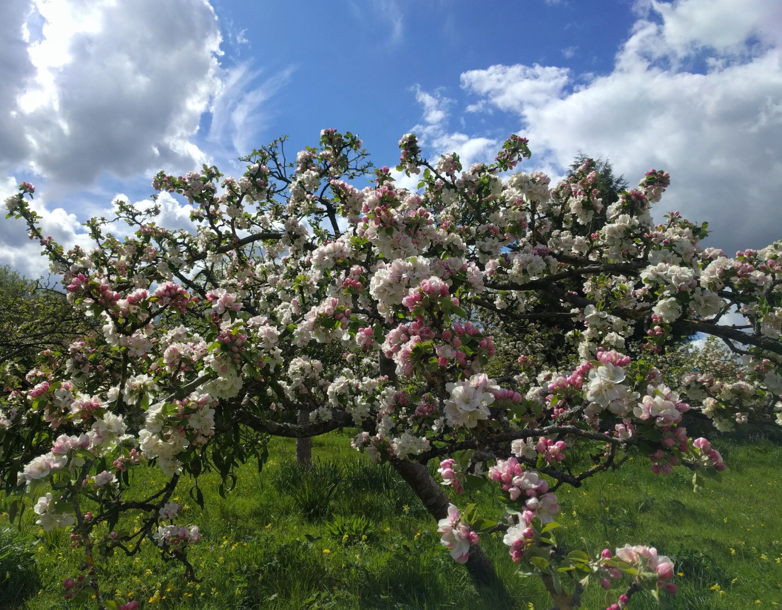 Yorkshire Cockpit apple blossom at Nunnington Hall, North Yorkshire. (National Trust/ Nick Fraser/ PA)