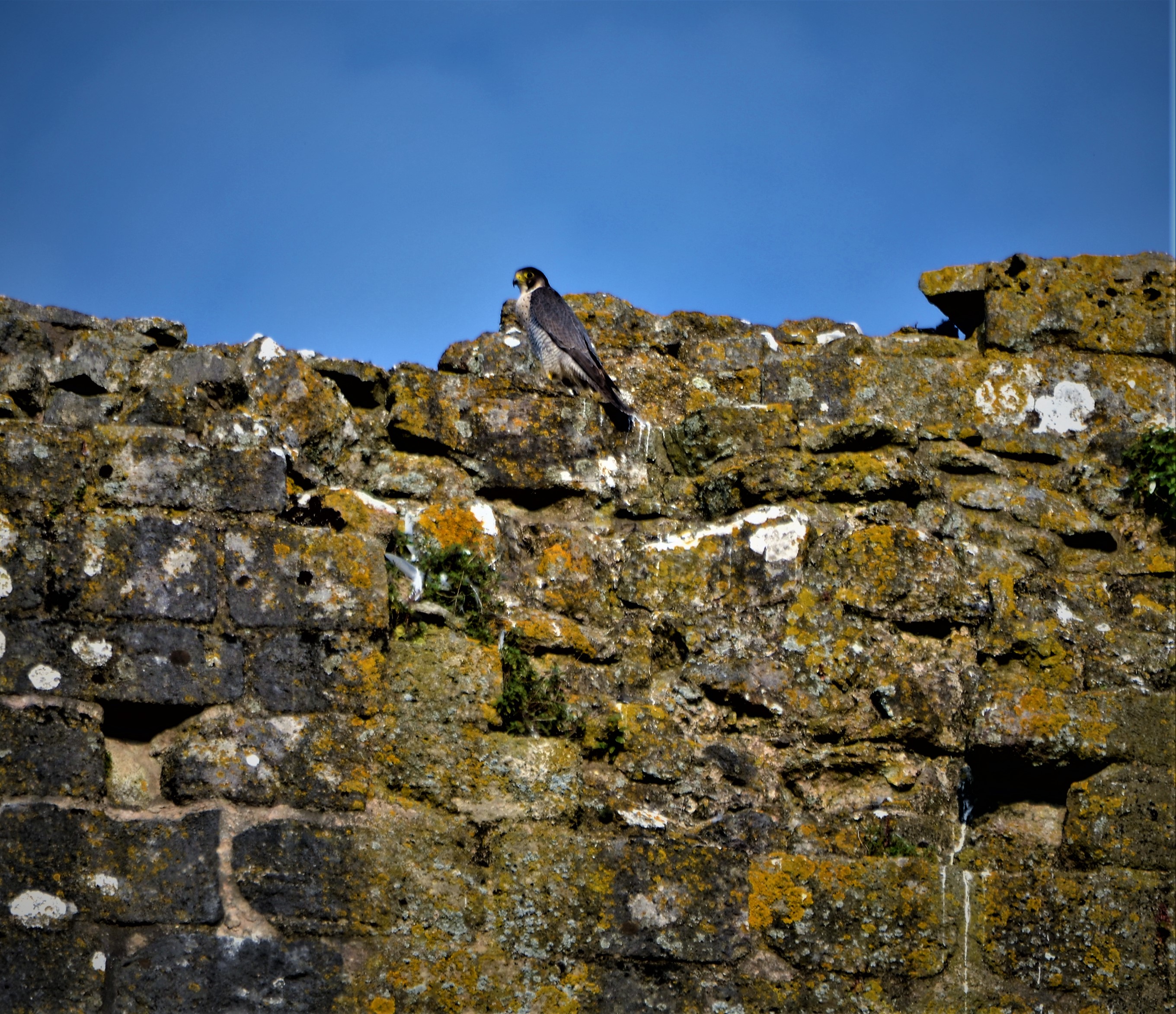 Peregrines are nesting at Corfe Castle, Dorset for the first time since the 1980s
