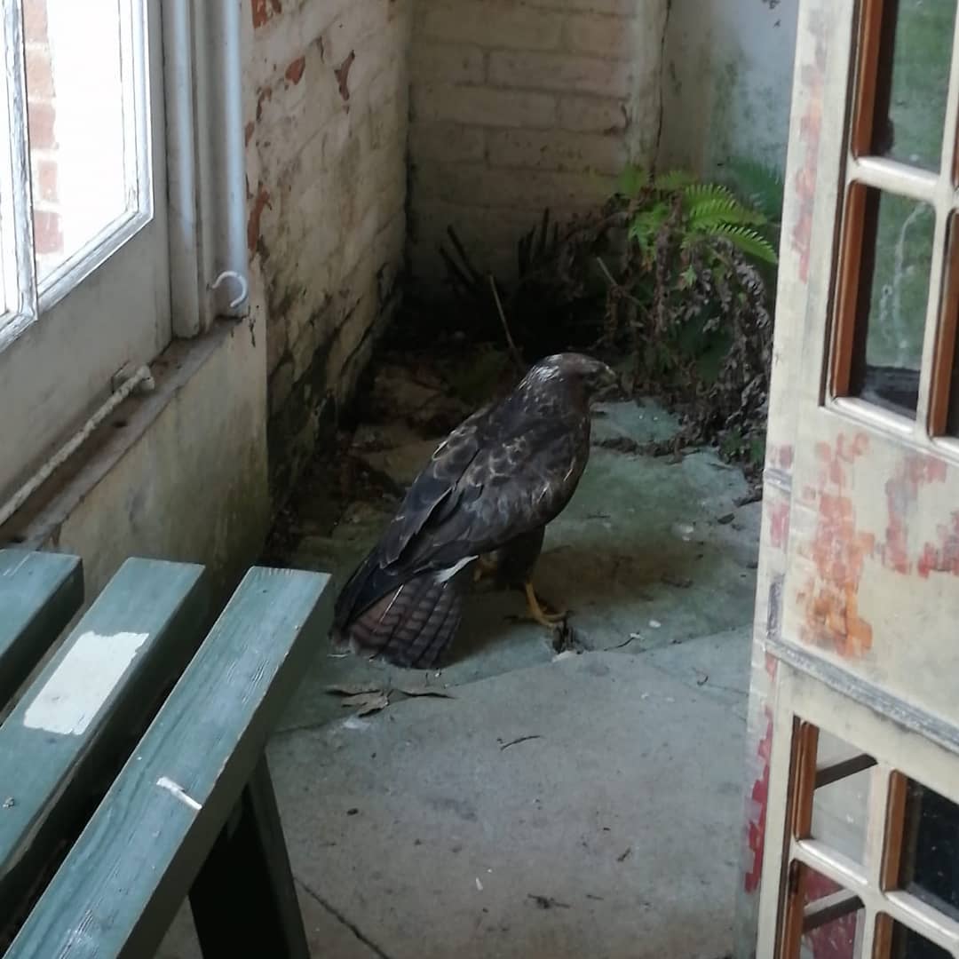 A buzzard was spotted in the Orangery at Felbrigg, Norfolk