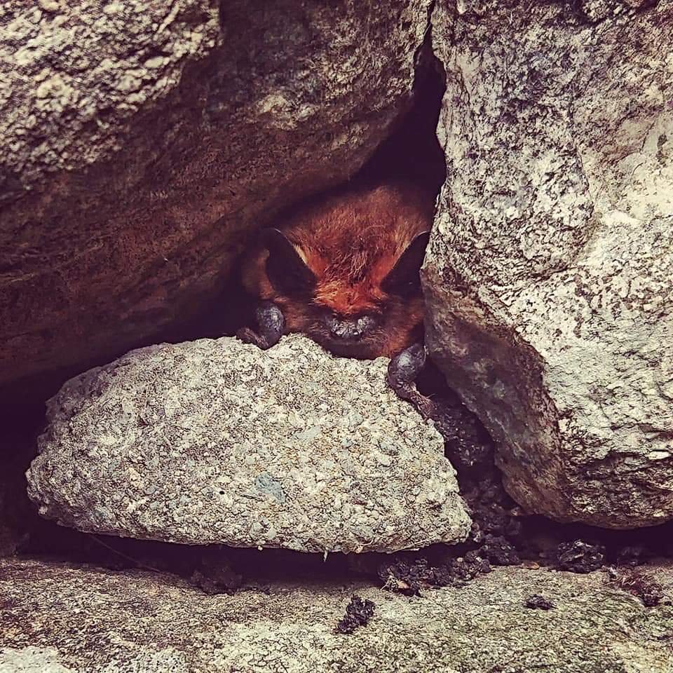Pipistrelle bat in the Lake District