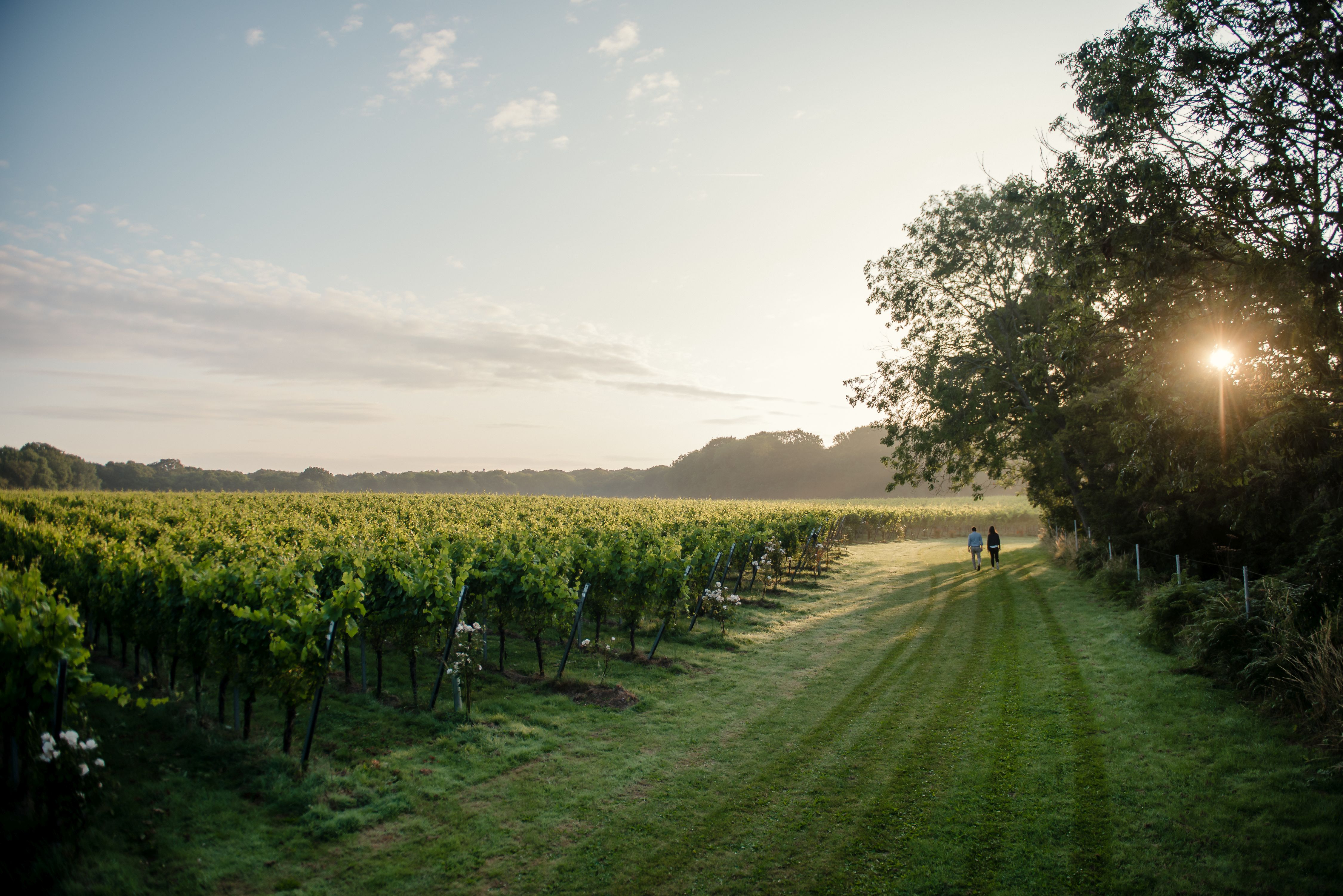 The Gusbourne vineyard, Kent (Gusbourne/PA)