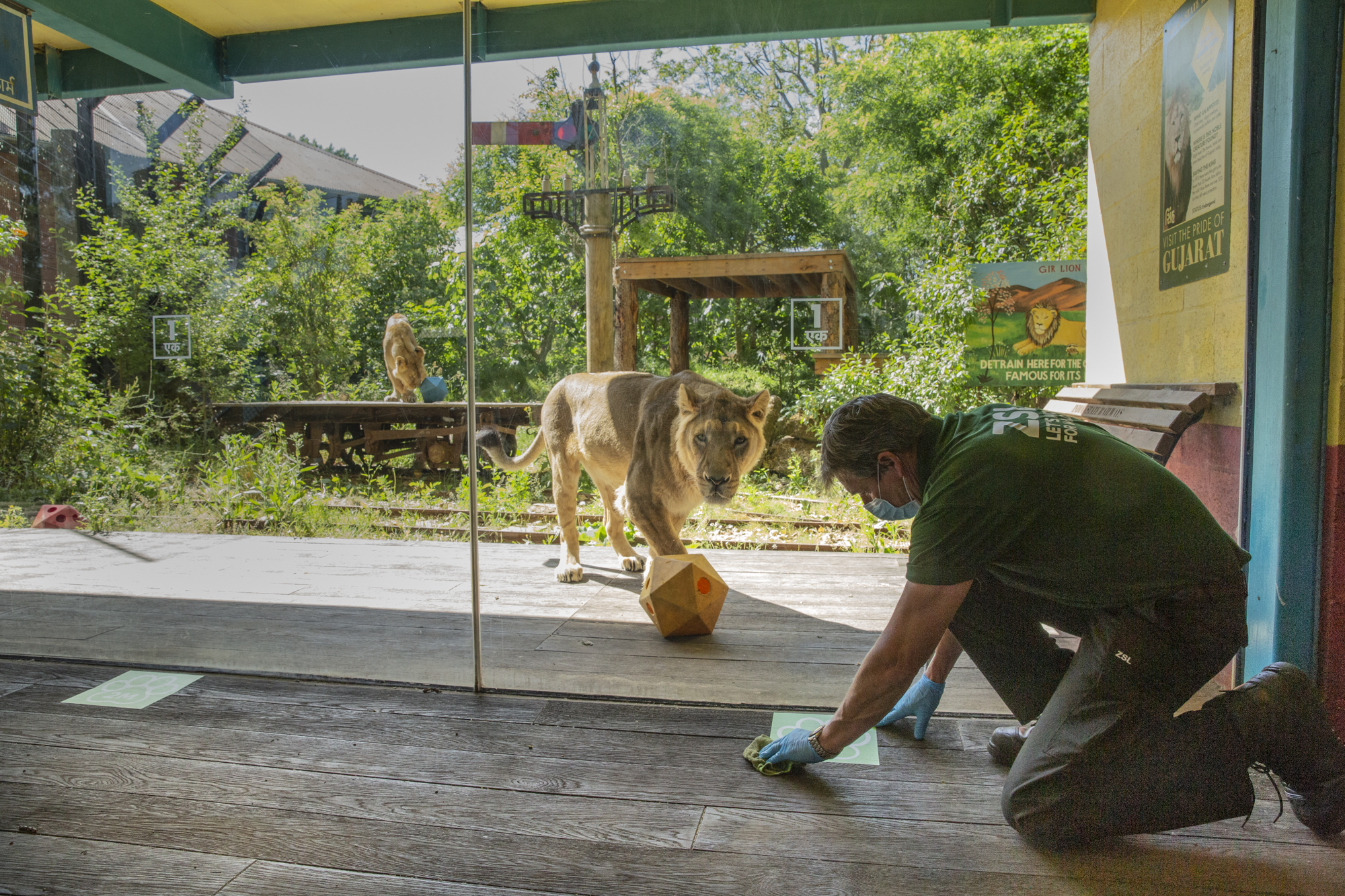 London Zoo reopening preparations have been under way (ZSL/PA)