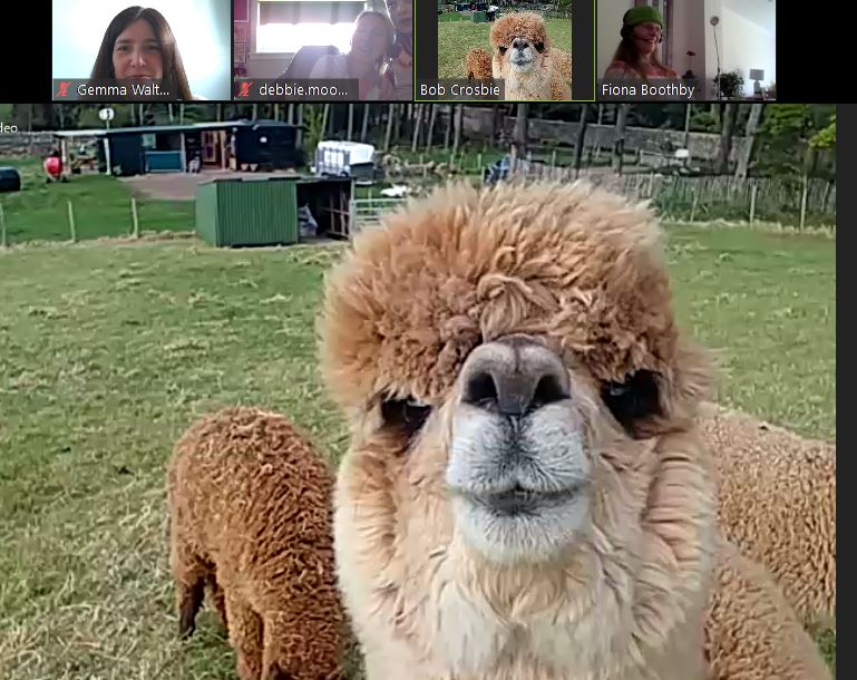 An alpaca on a conference call