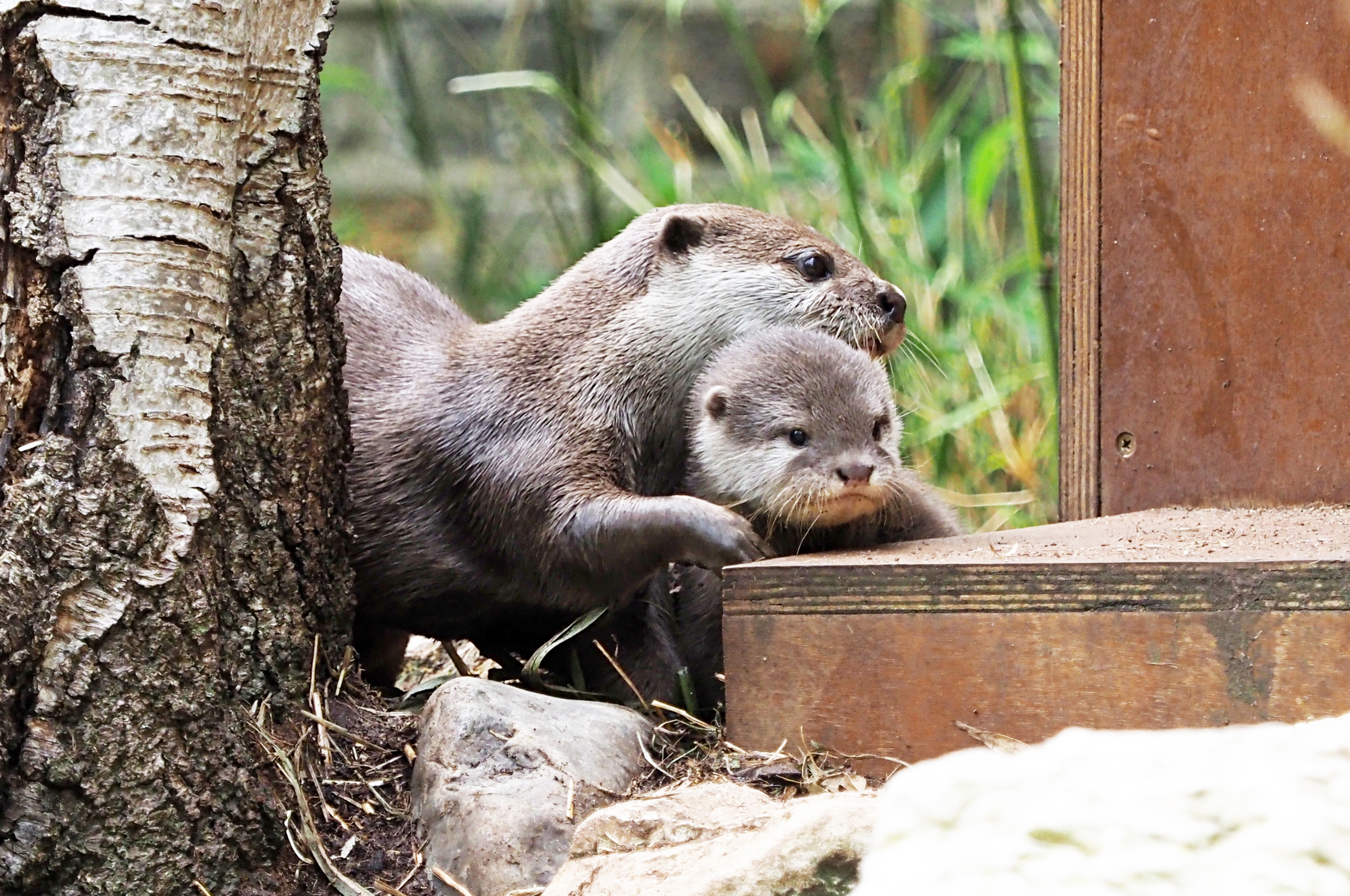 Baby otters Bubble and Squeak at London Zoo