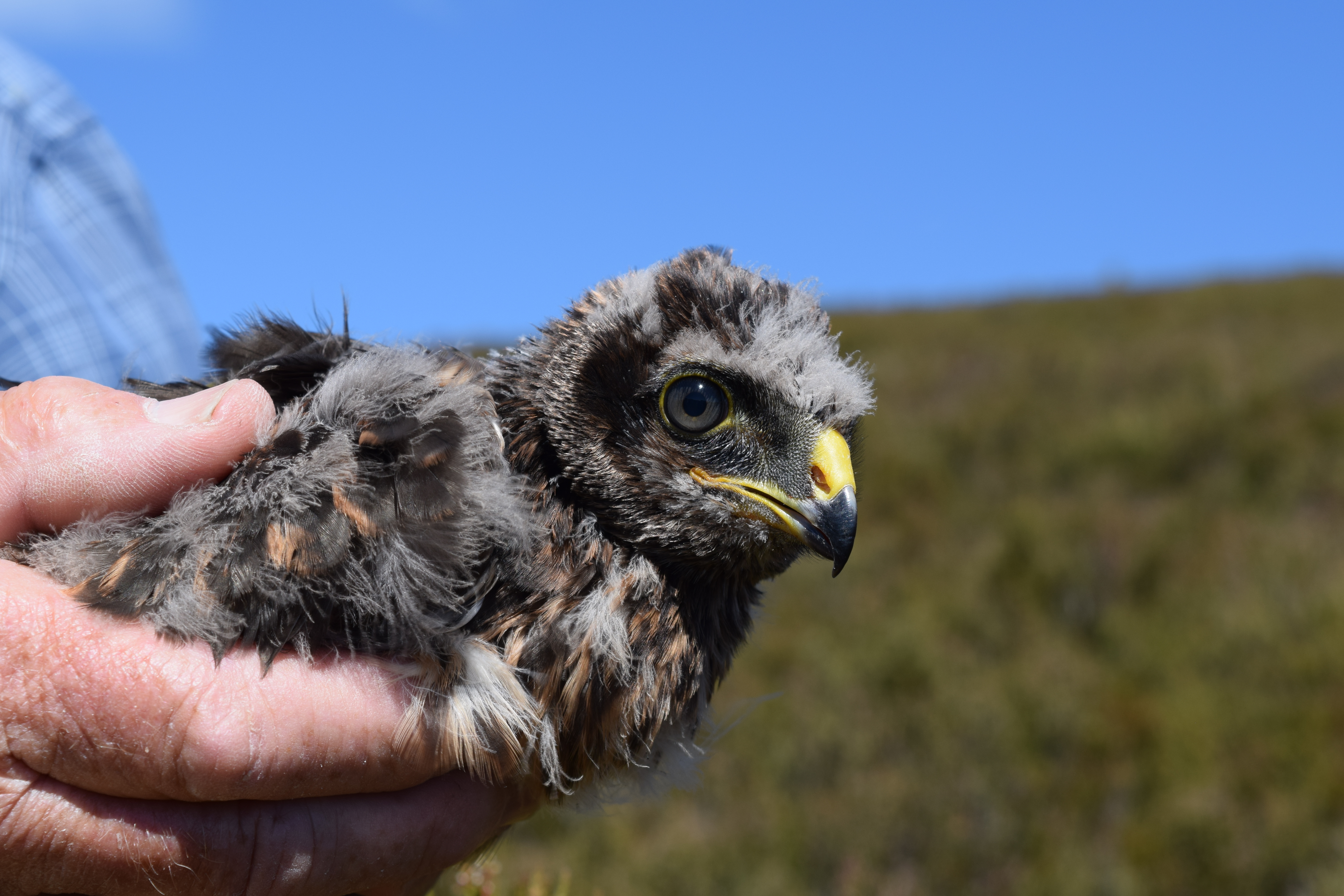 Hen Harrier Marlin