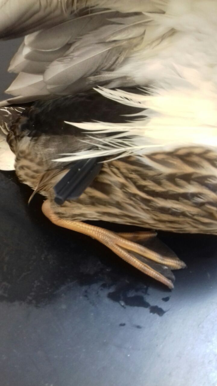 Arrow in duck's body