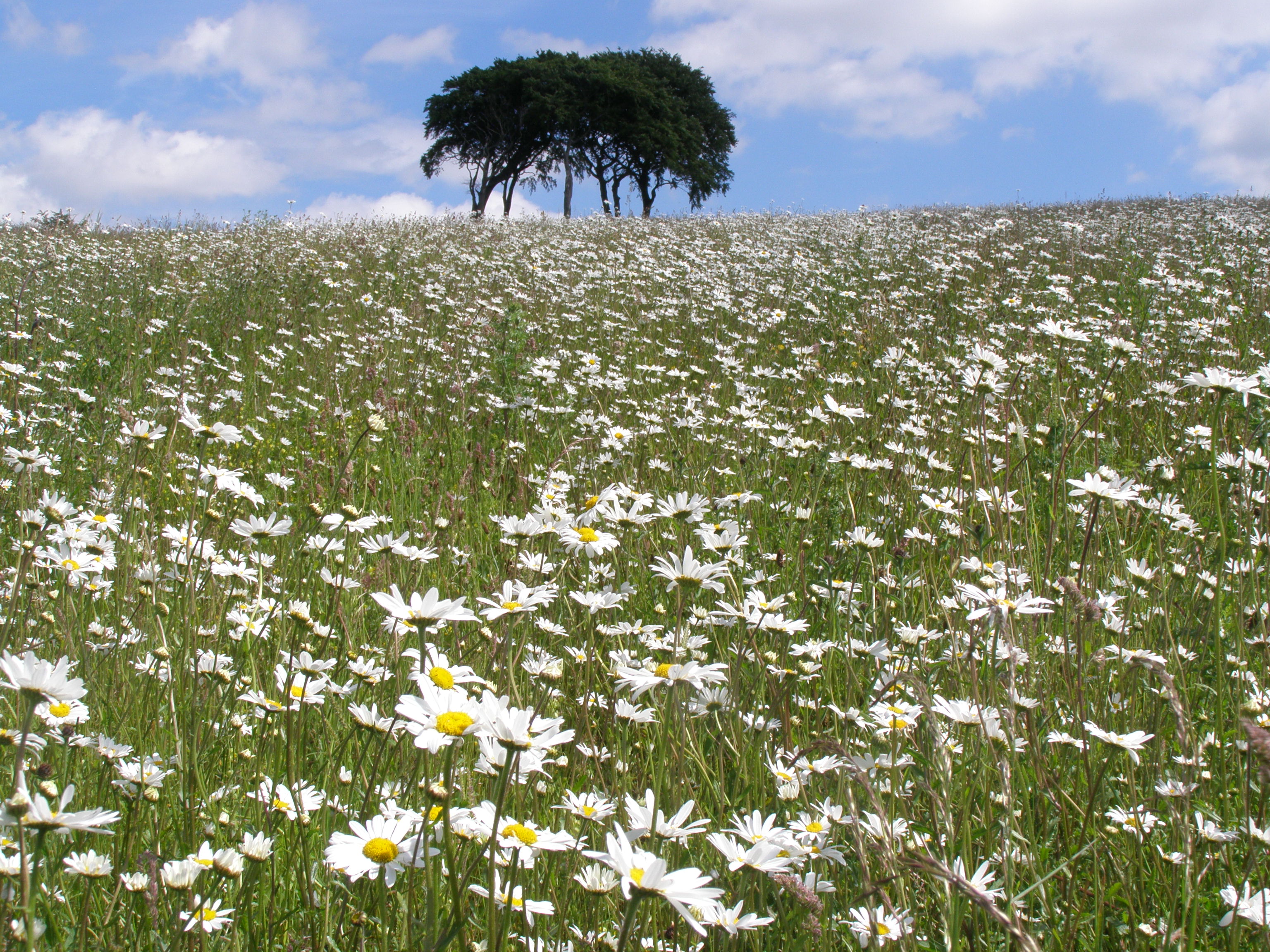 The 'rivers of wildflowers' the routes could create would help wildlife move through the landscape (Leanna Dixon)