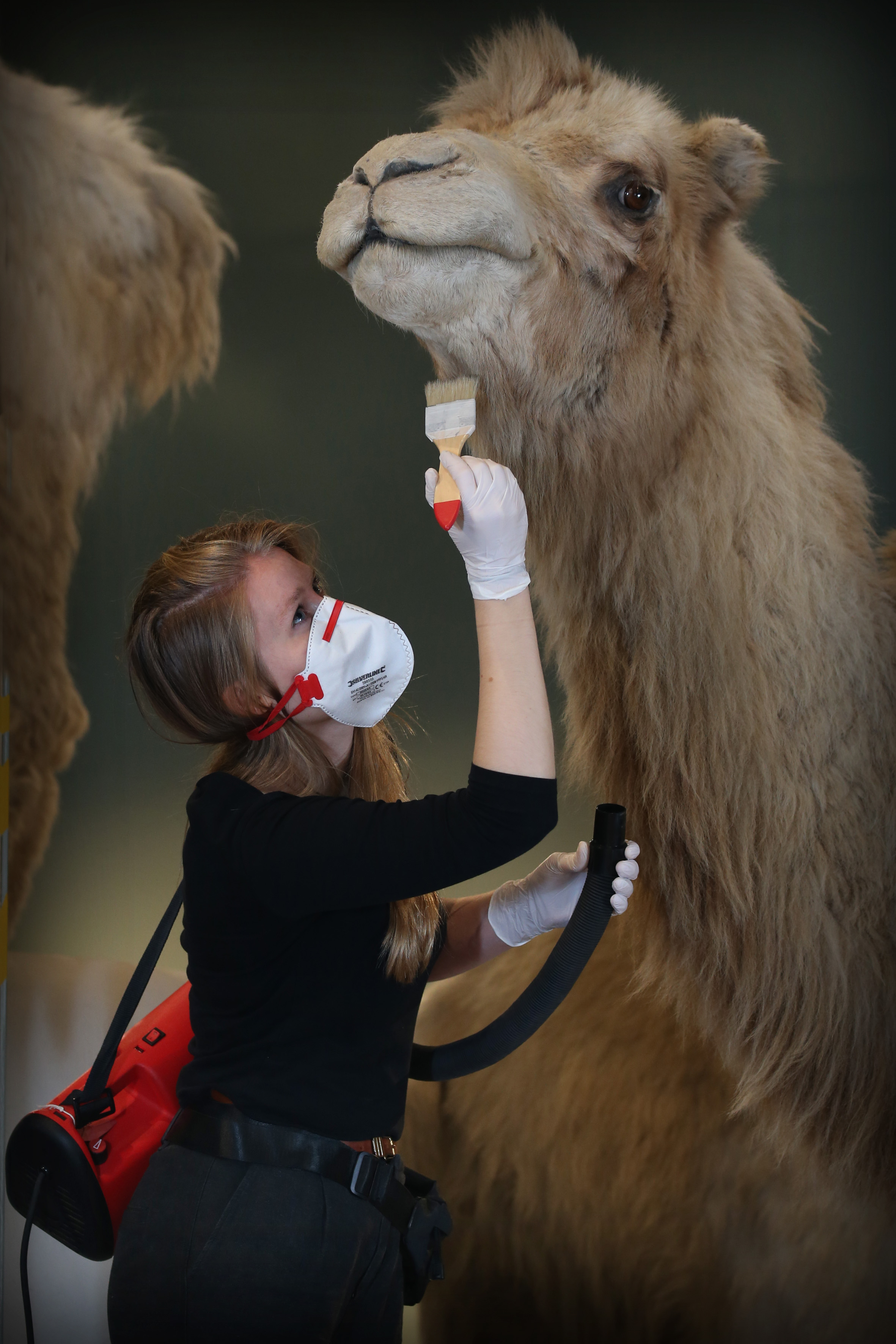 Staff cleans camel