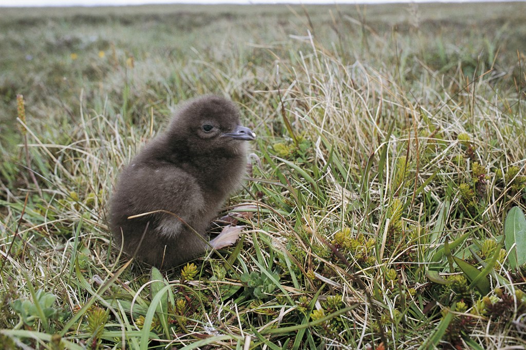 Arctic skua chick