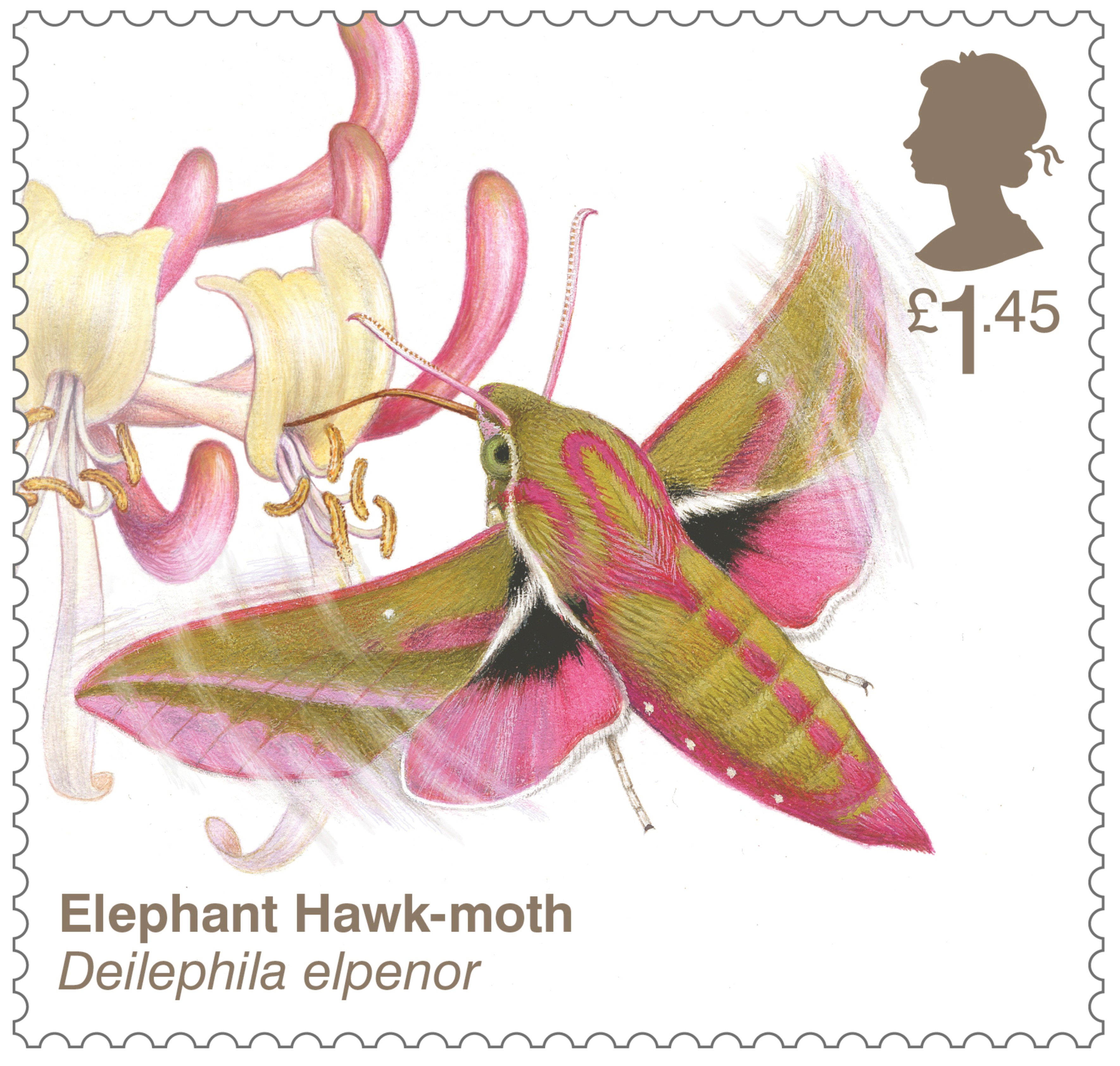 Elephant hawk-moth stamp