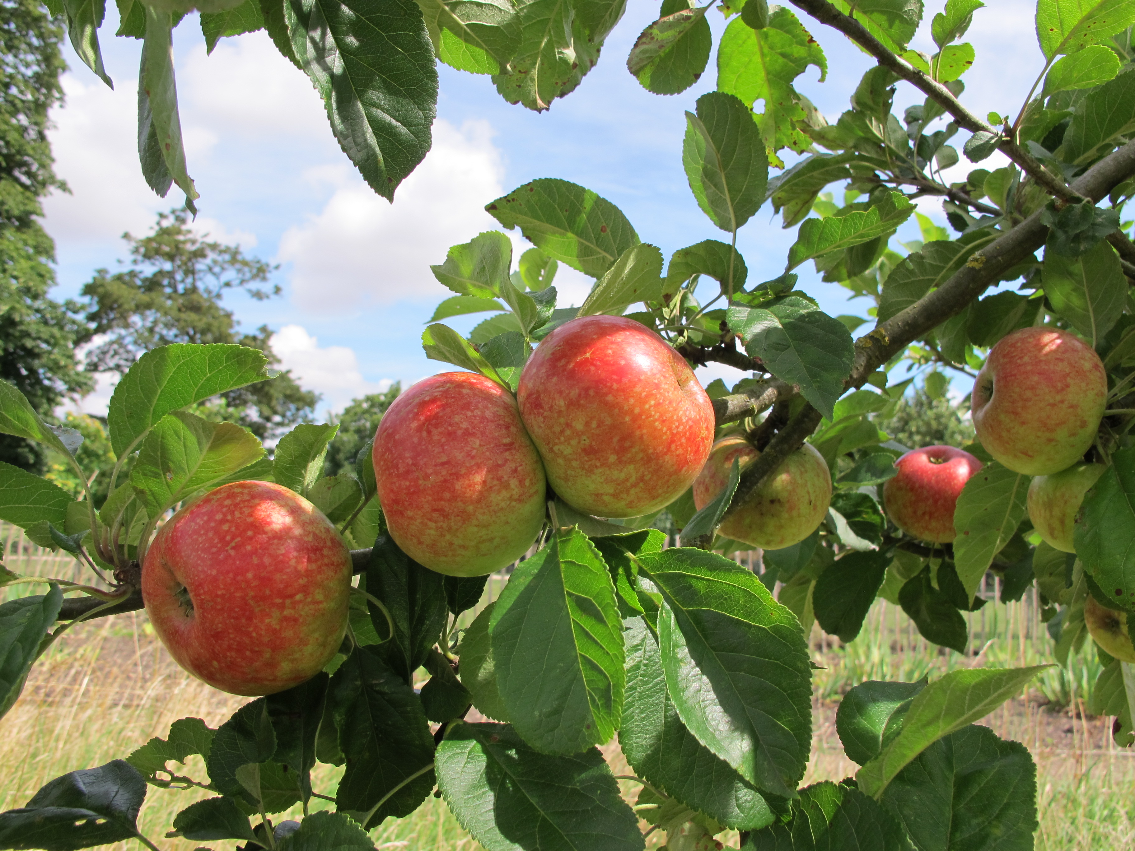 Ripe apples on a branch