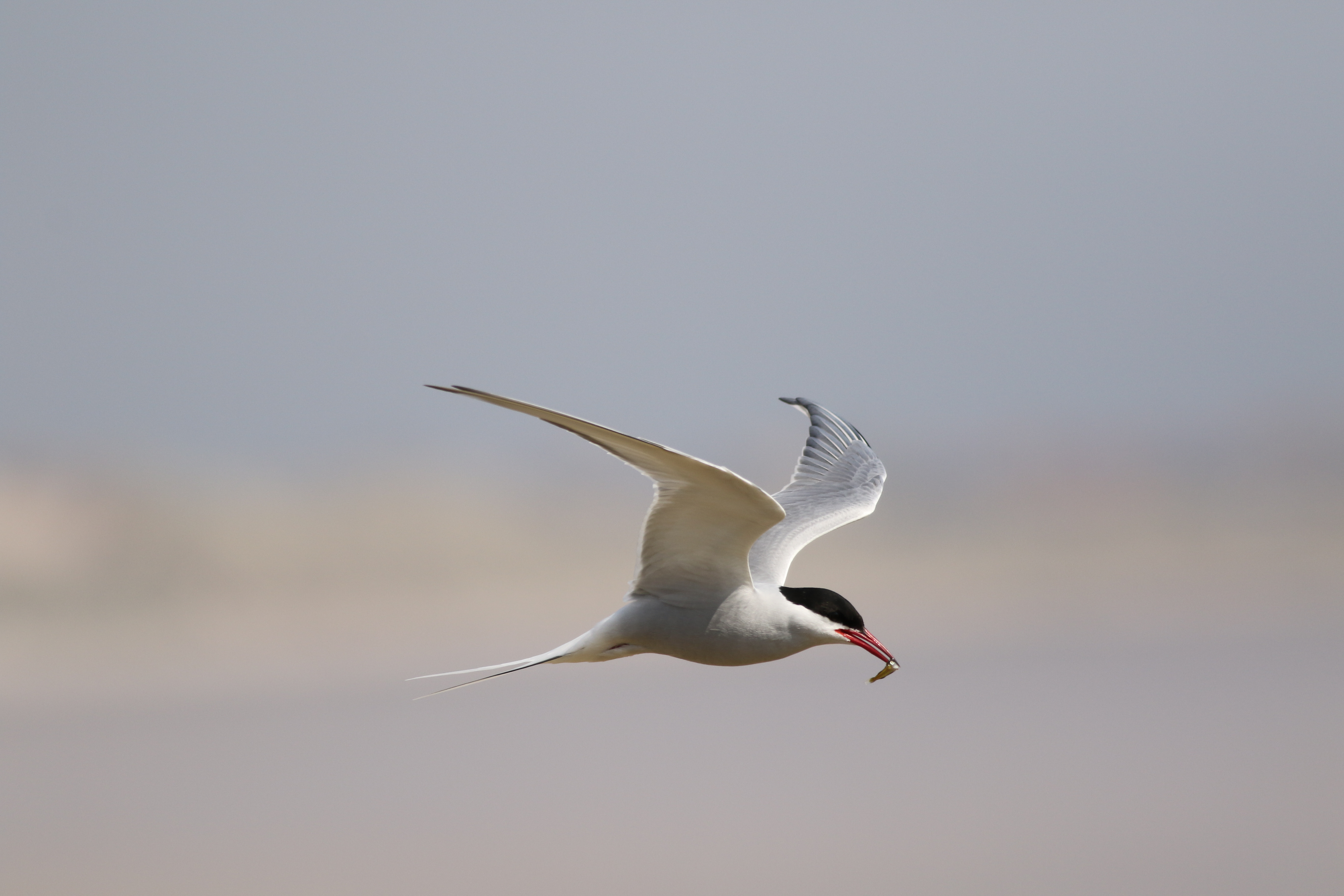 Arctic Tern in flight at Long Nanny, Northumberland