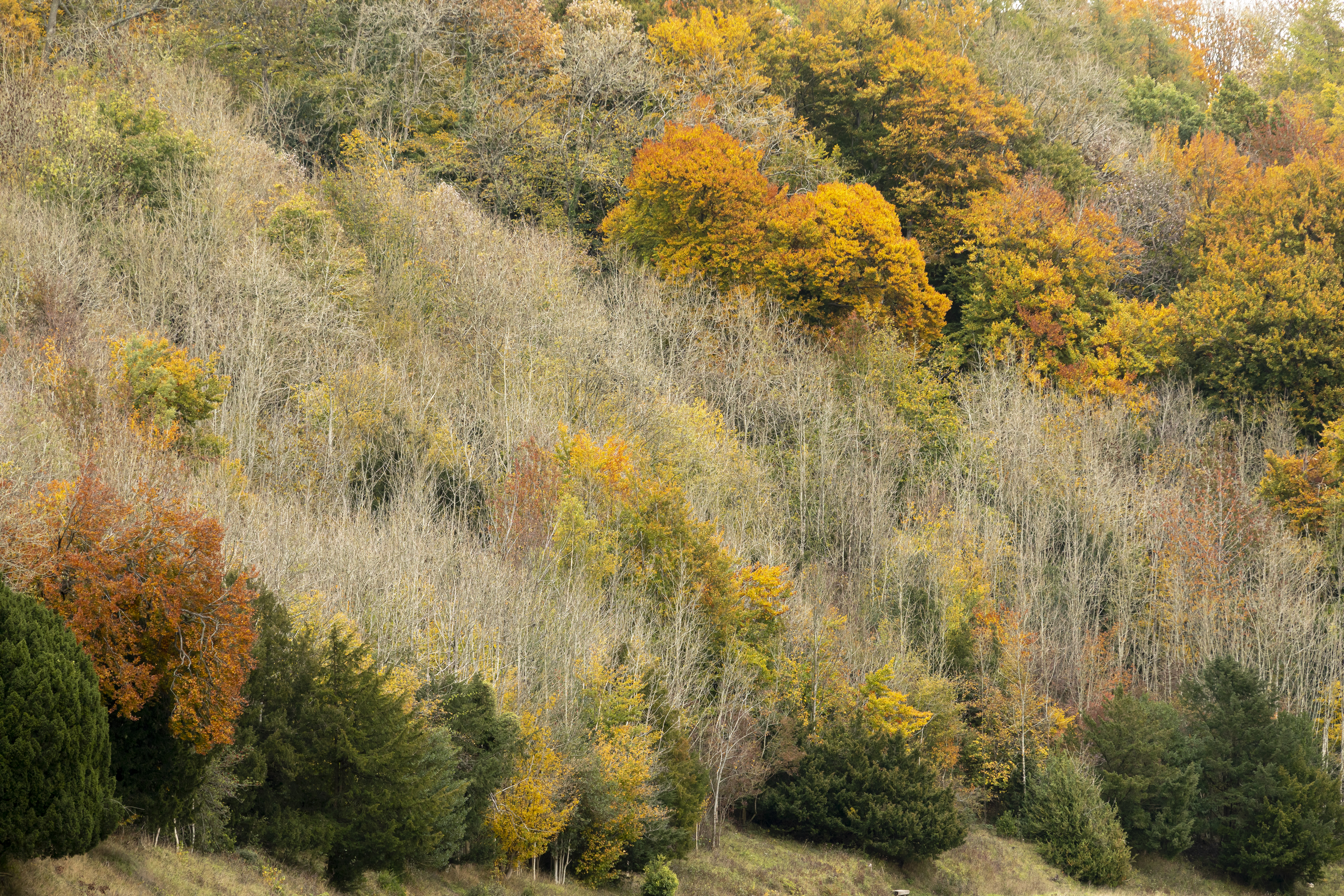 Trees affected by ash dieback among the autumn colour.