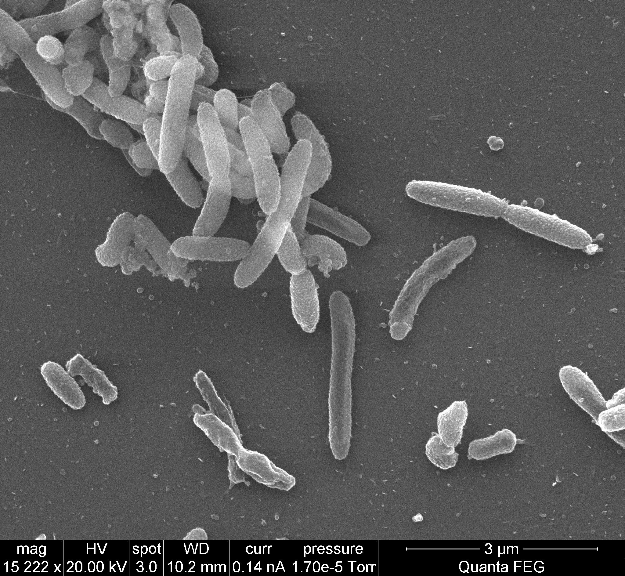 Microbes