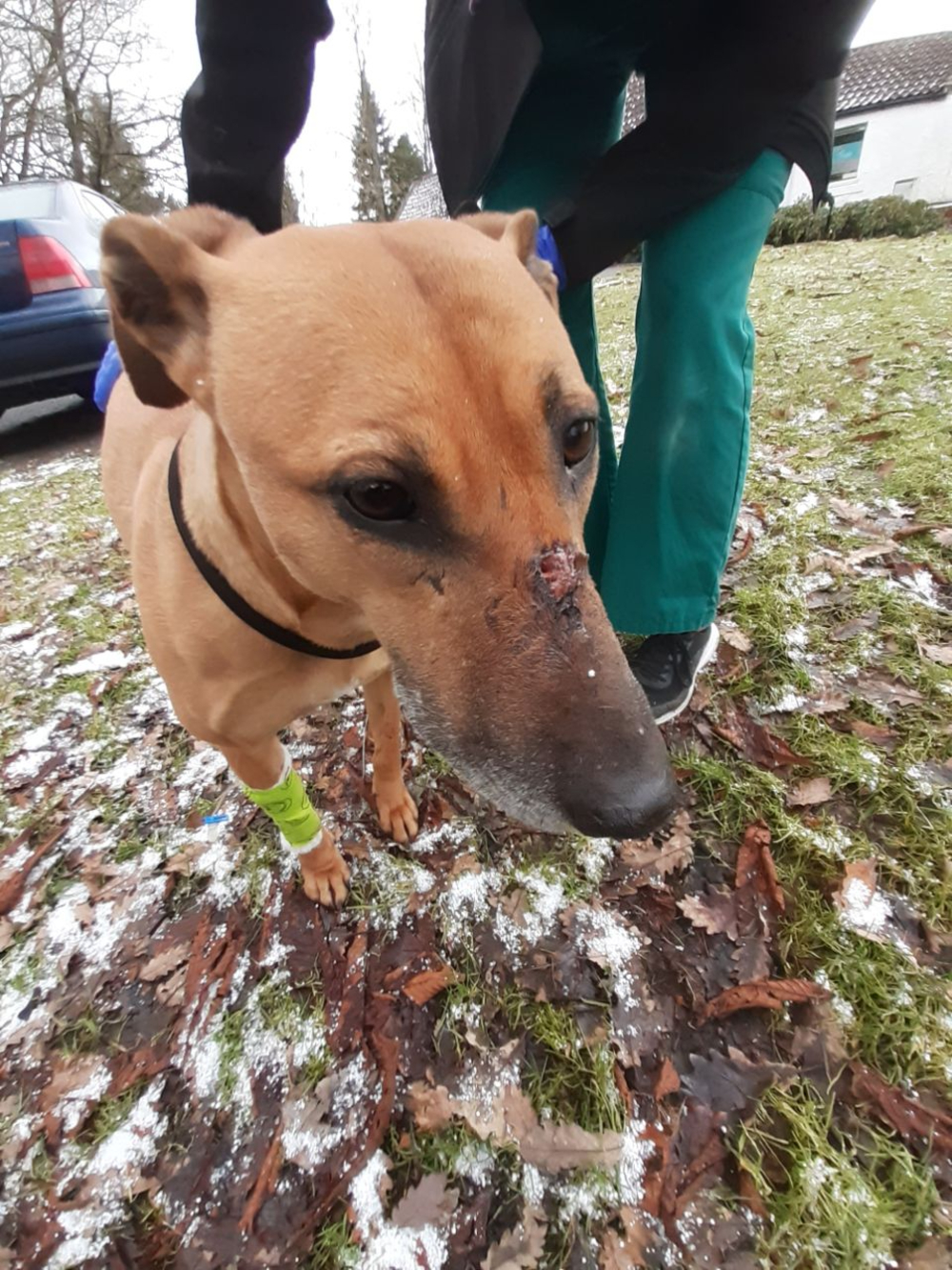 Injured dog