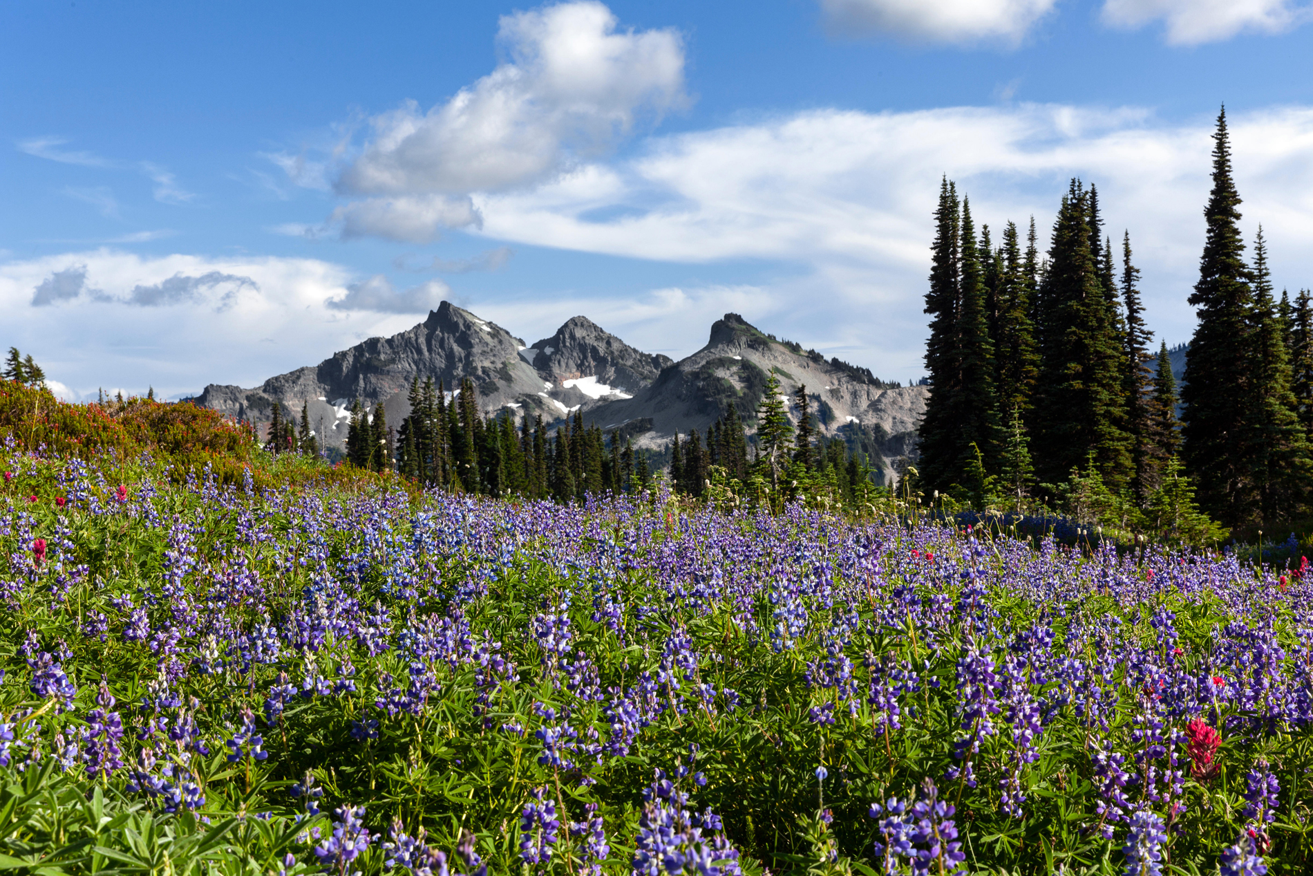 The Tatoosh Range viewed from Mazama Ridge in Mount Rainer National Park (Alamy/PA)