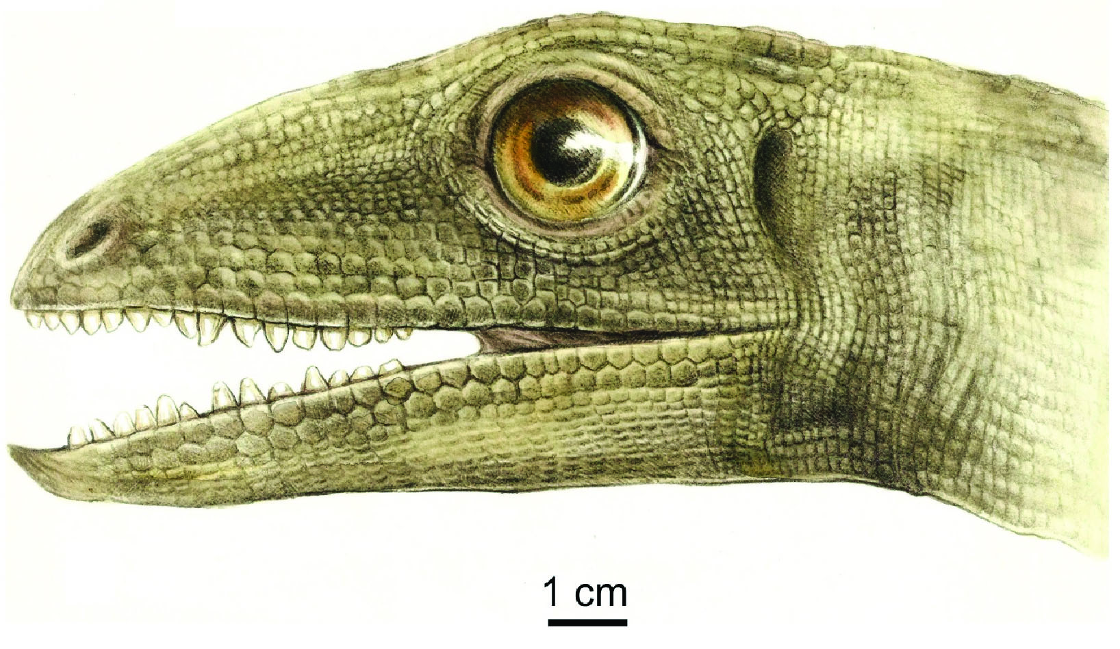 An artistic reconstruction of Silesaurus opolensis