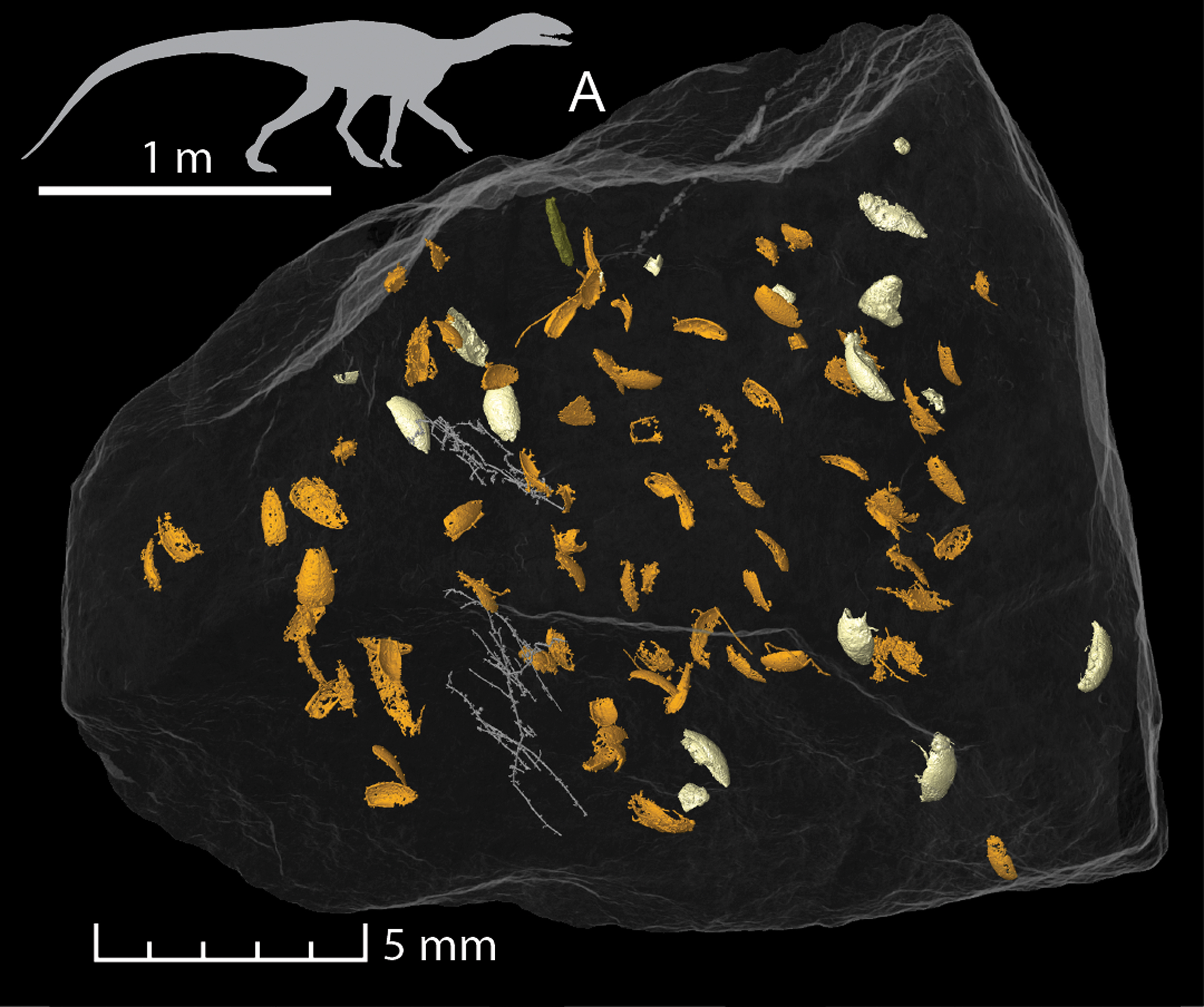 Fossil faeces scan showing a number of extinct beetles belonging to Triamyxa coprolithica