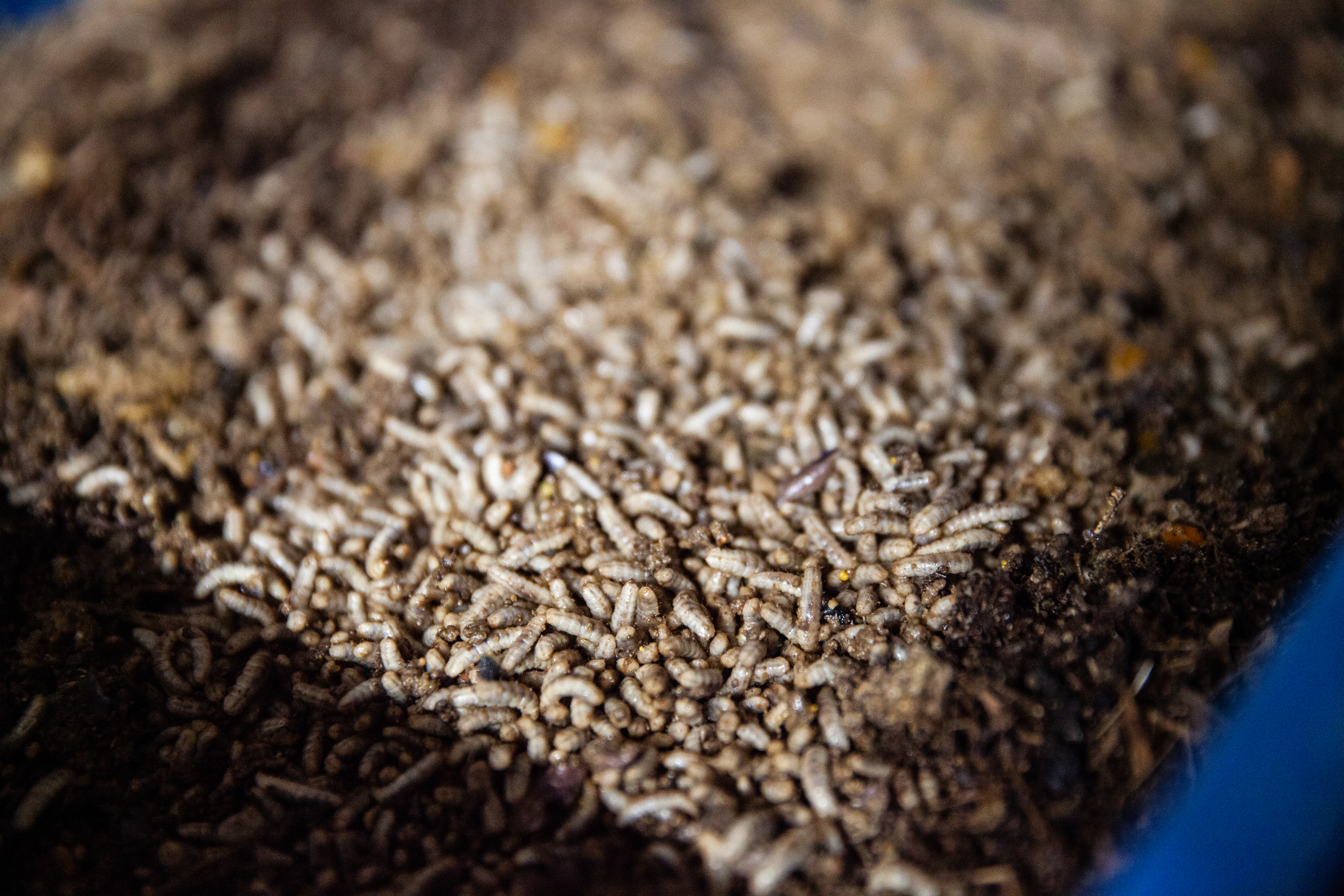 Insects at AgriGrub's facility (Electric Robin/PA)