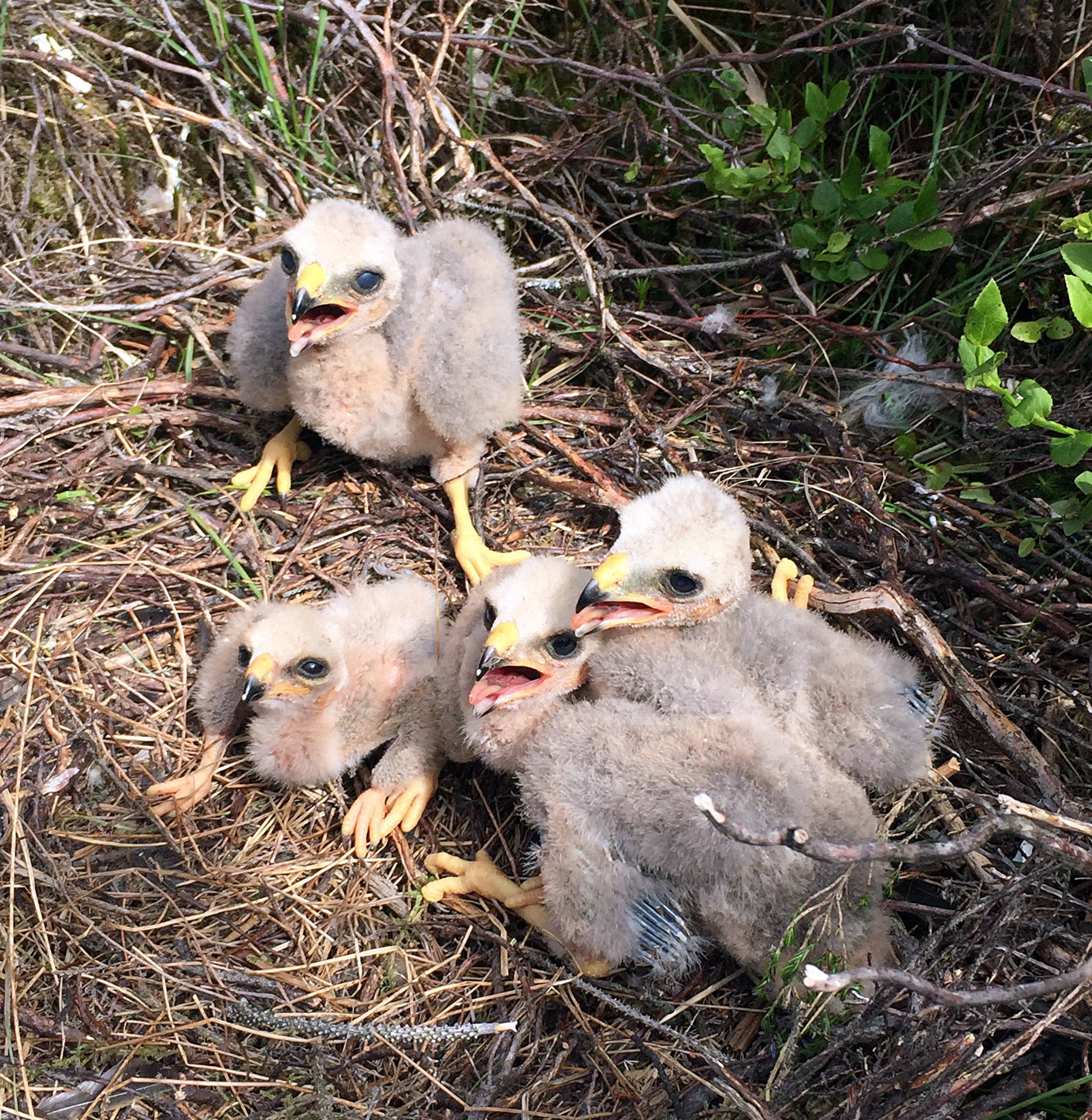 Hen harriers