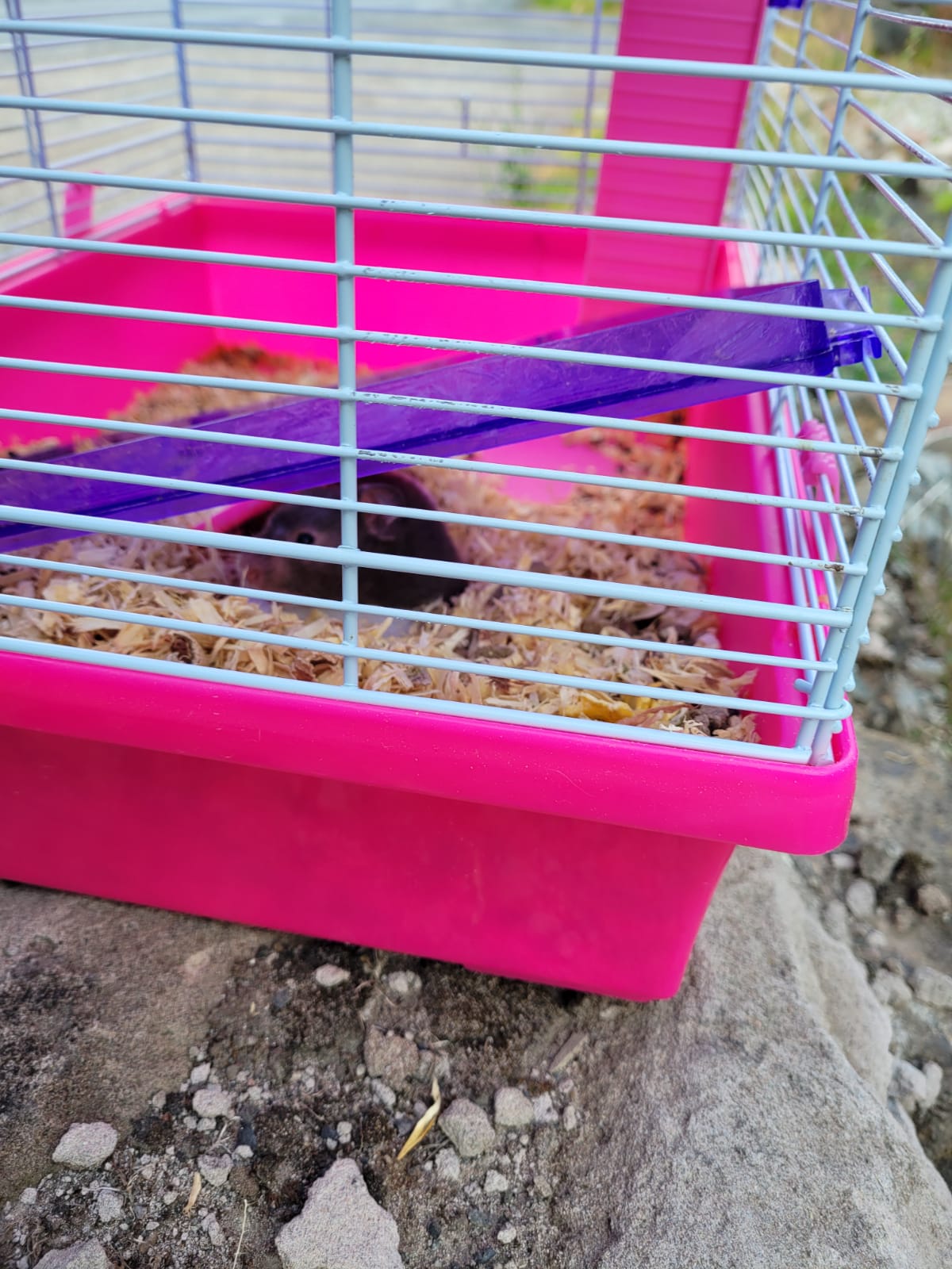 Hamster cage