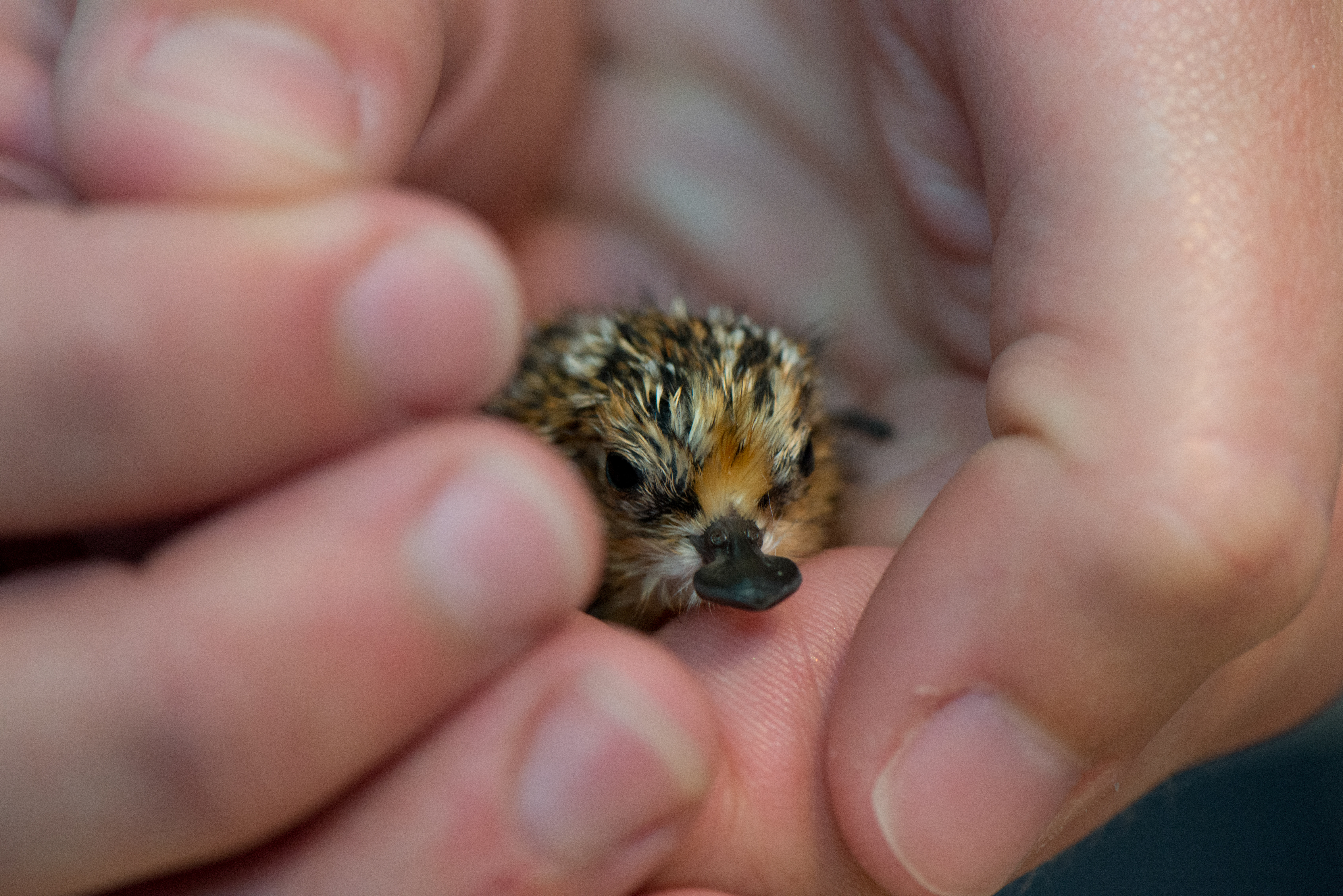 Spoon-billed Sandpiper chick