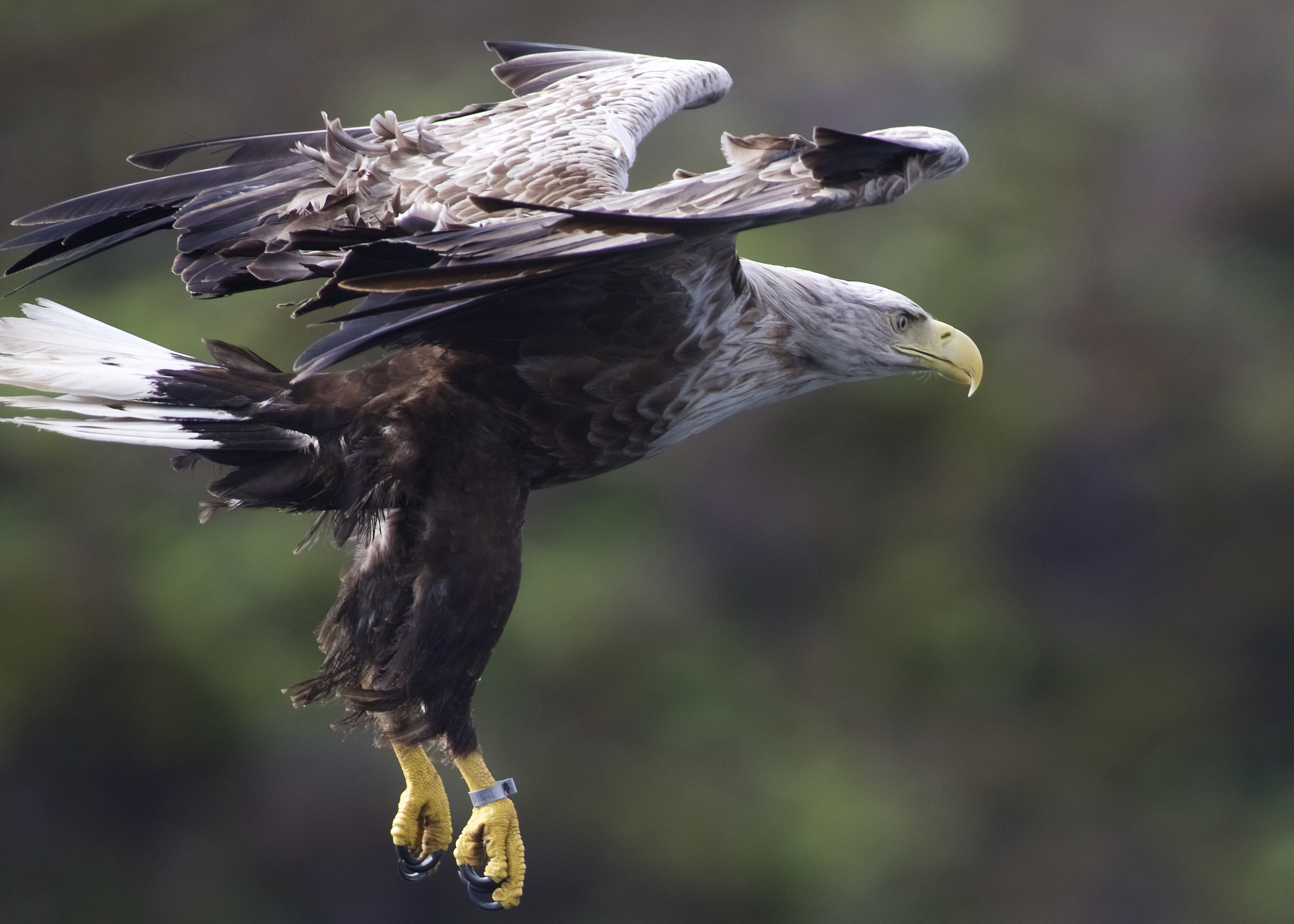 White tailed sea eagle in the Outer Hebrides, Scotland