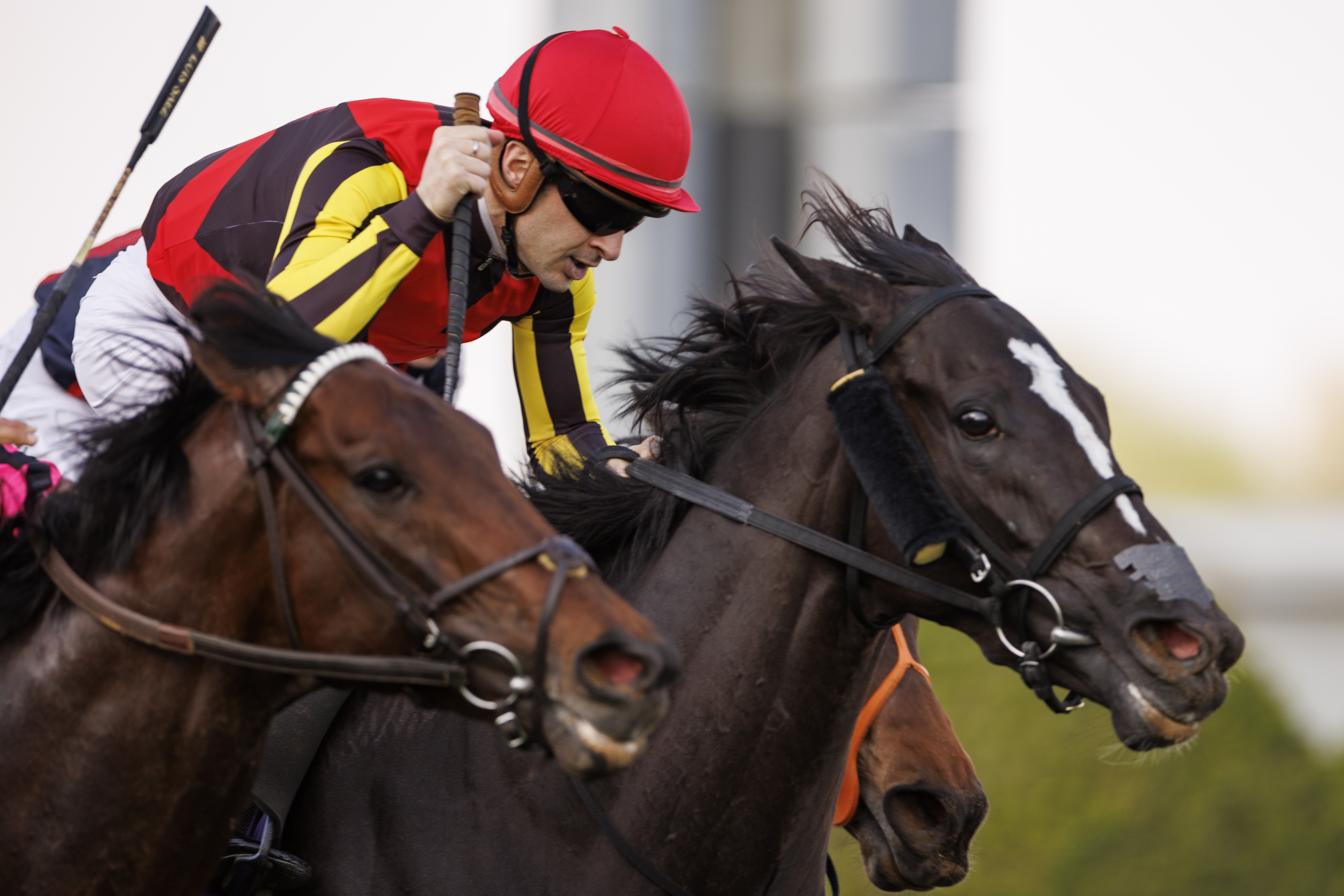 Songline took the sprint honours