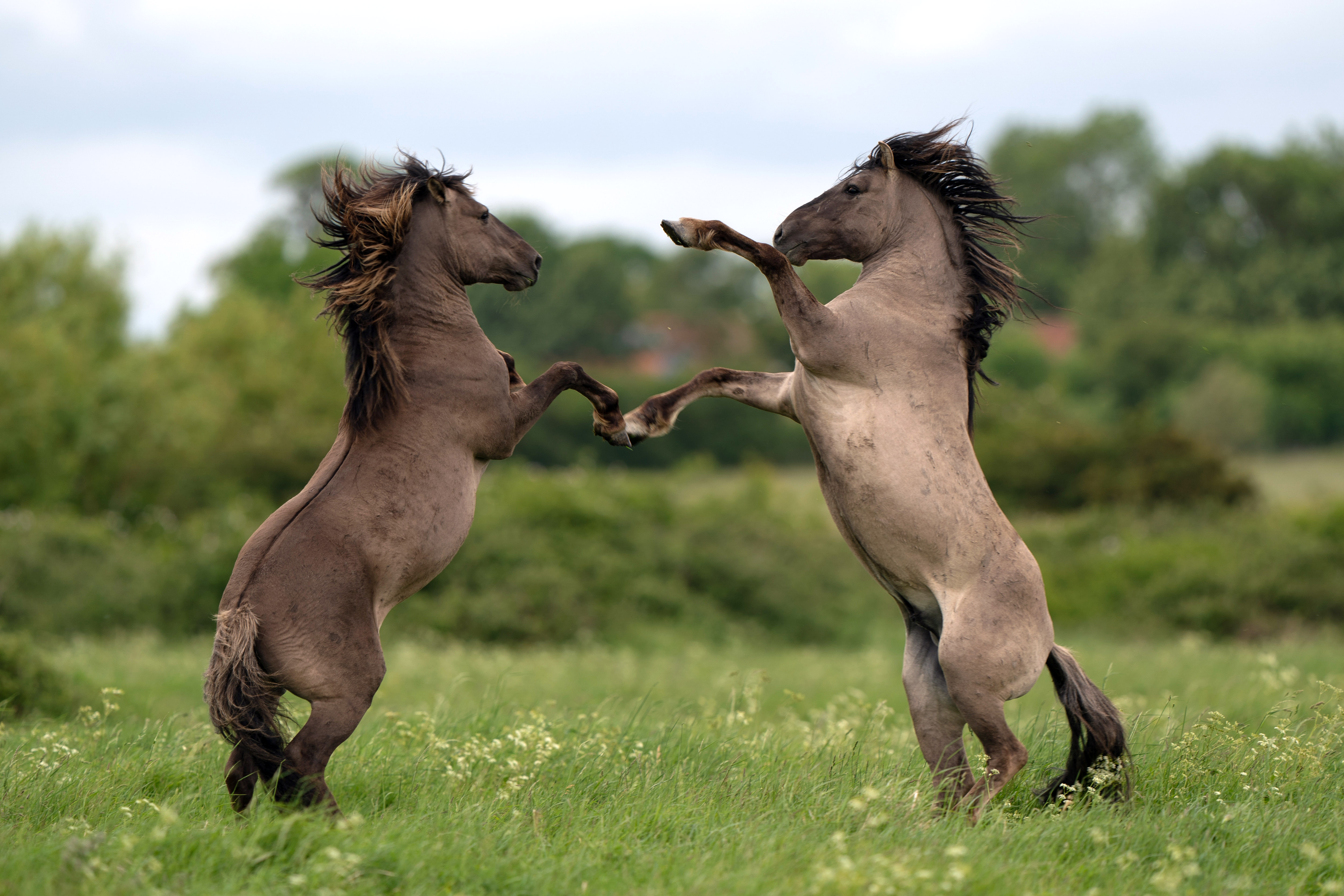 Konik pony stallions are sometimes seen sparring during the foaling season. (Joe Giddens/ PA) 