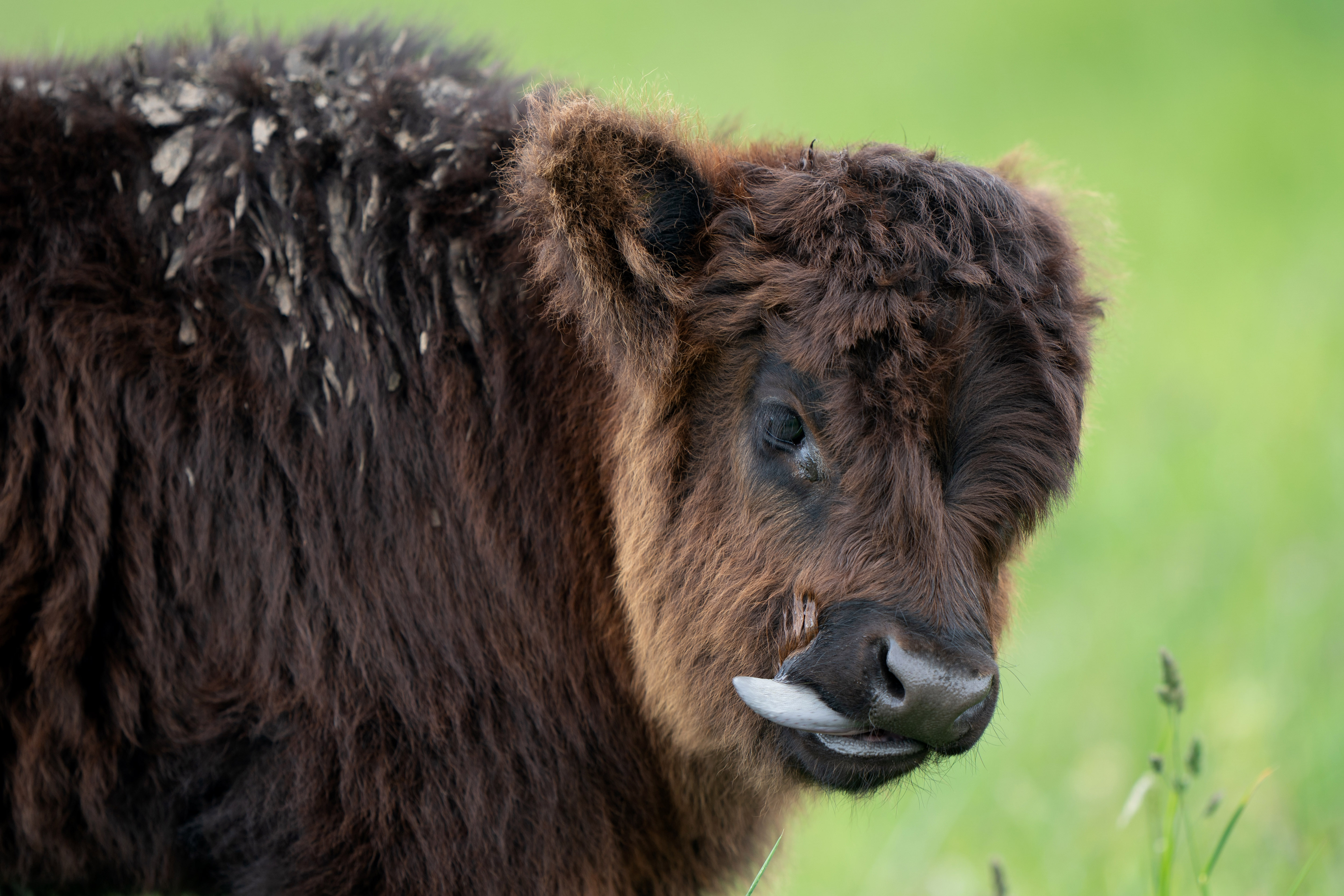 Highland calf Bailey at Wicken Fen. (Joe Giddens/ PA)