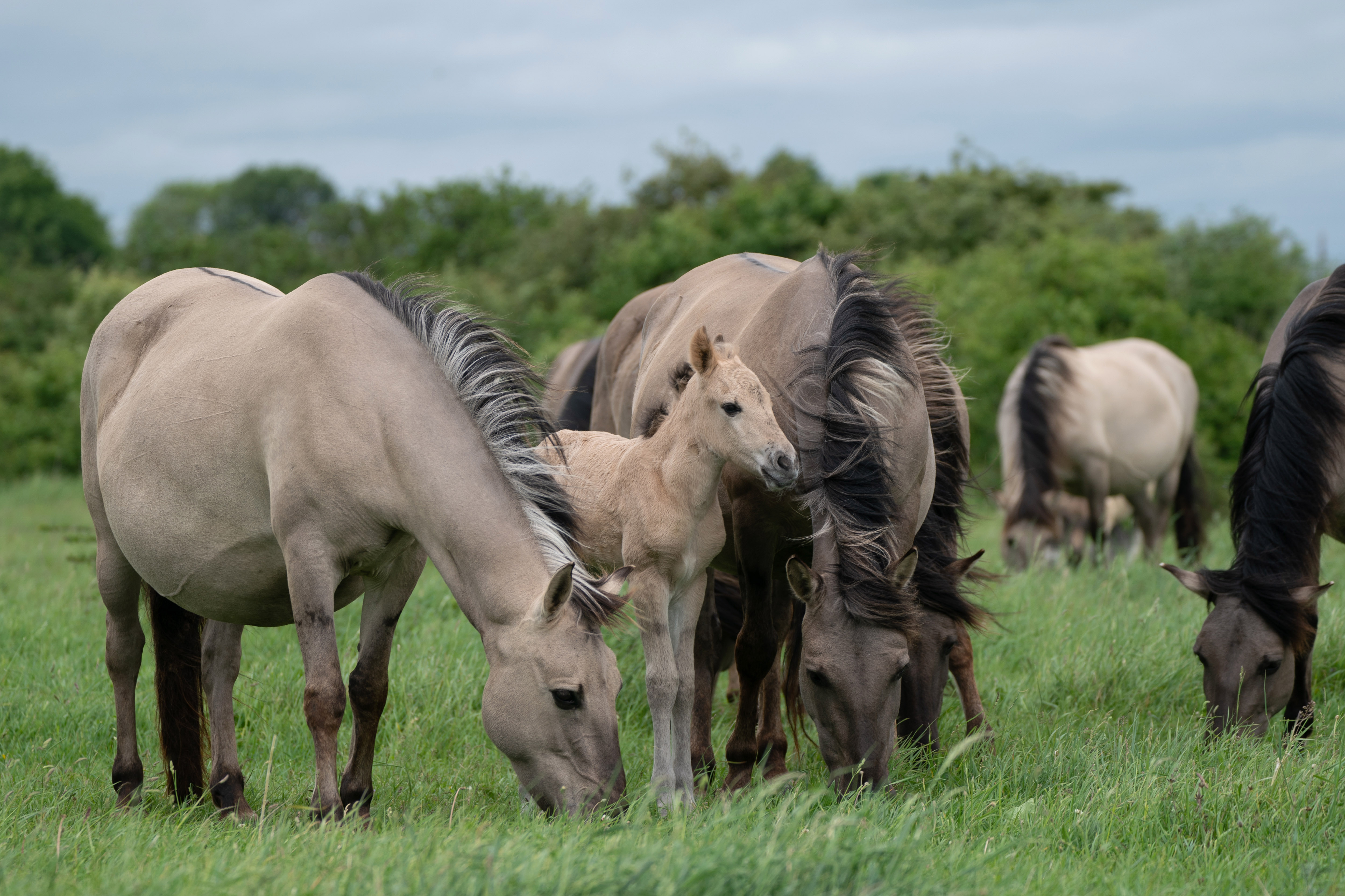 Konik ponies grazing at Wicken Fen. (Joe Giddens/ PA)