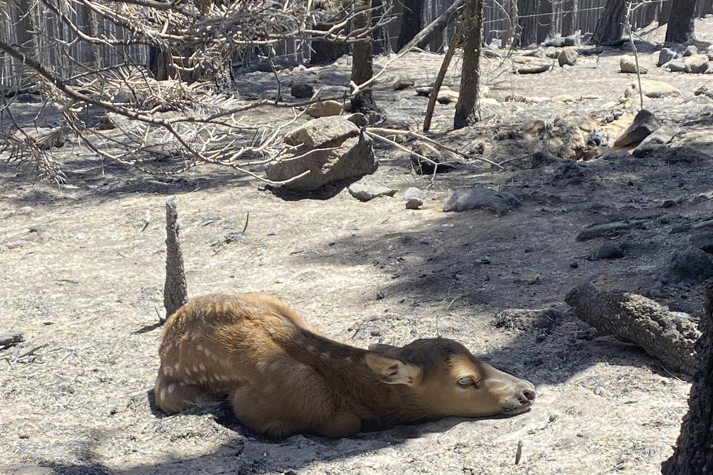 The elk calf rests alone