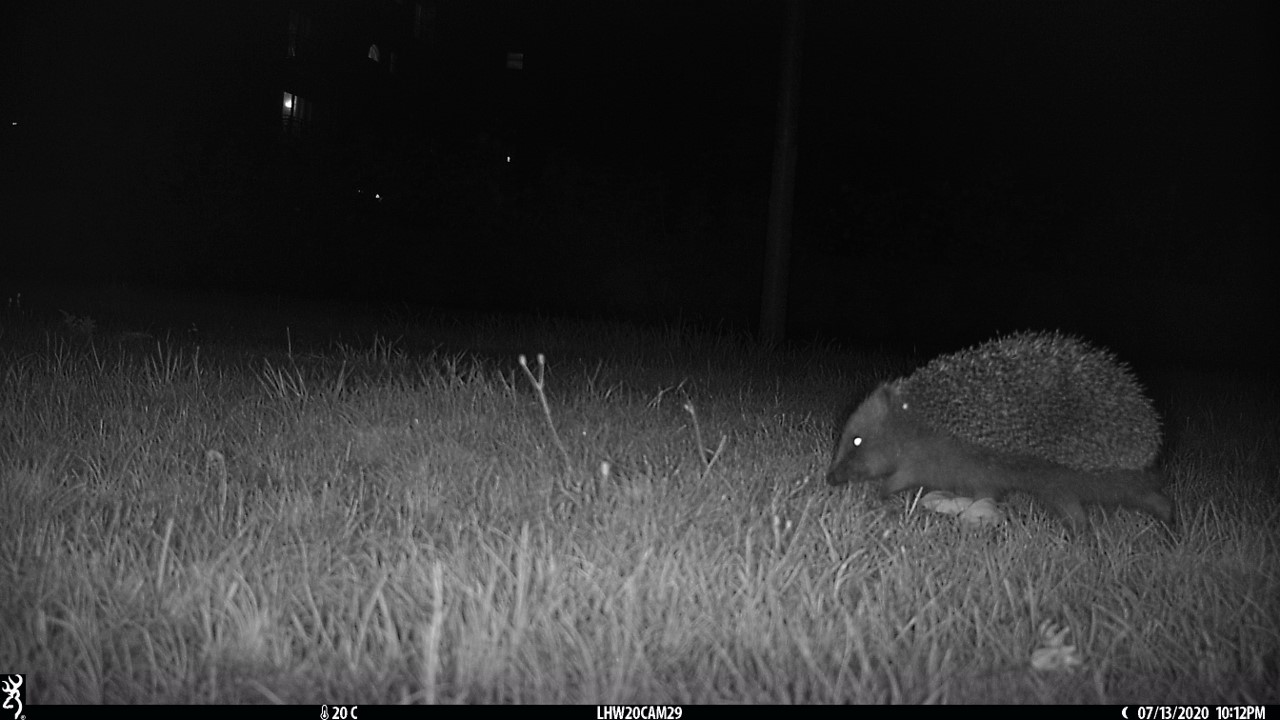 Night time camera trap picture of hedgehog in London (London HogWatch, ZSL/PA)