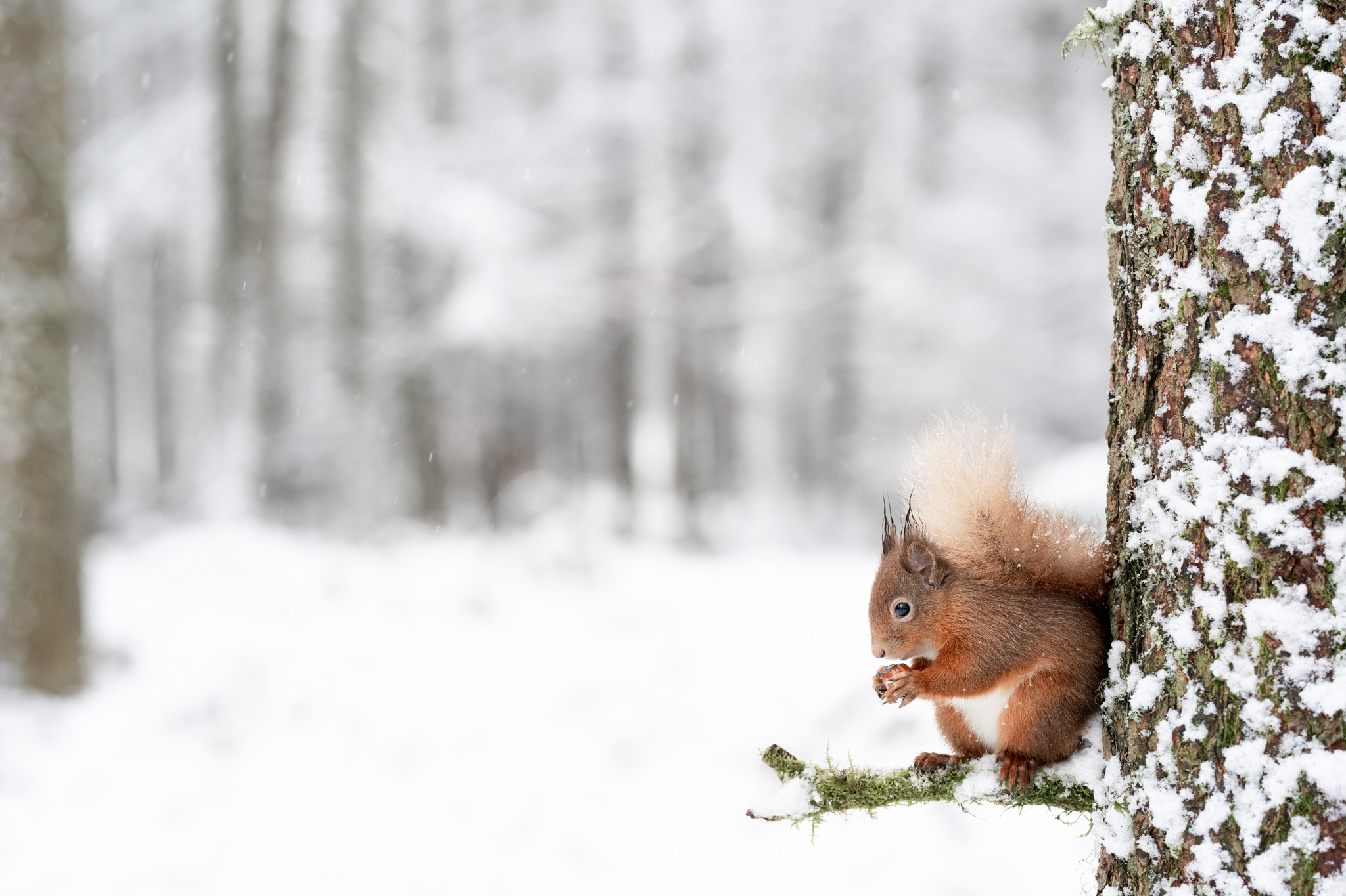 Red Squirrel