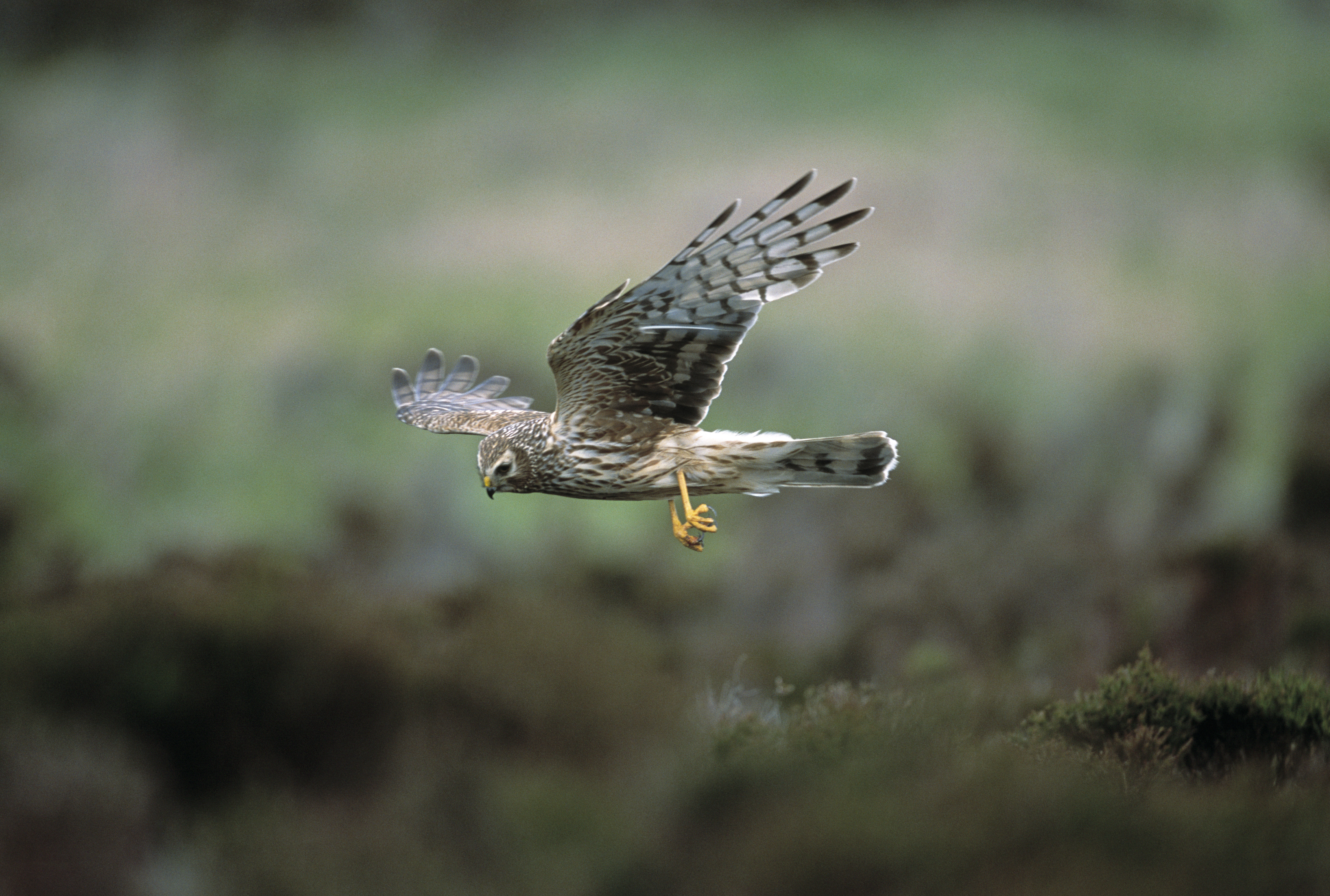 Hen harrier in flight
