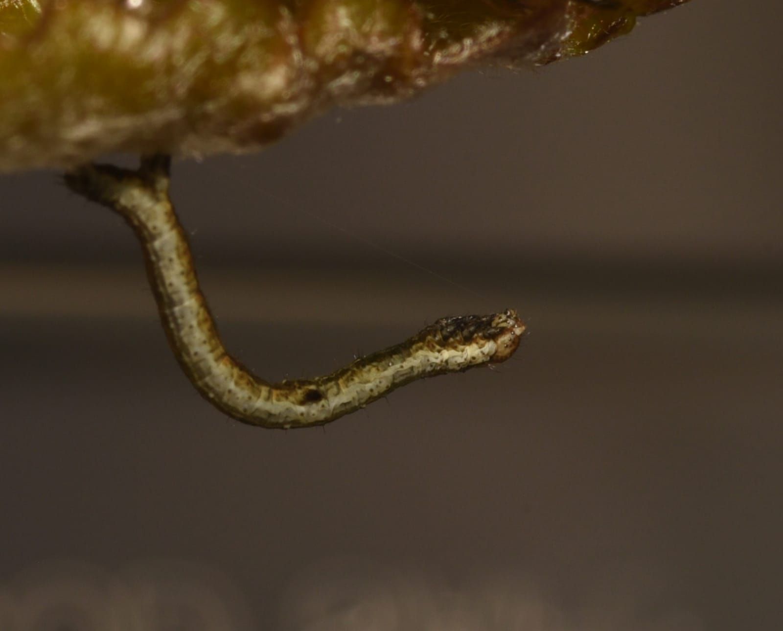 Caterpillar