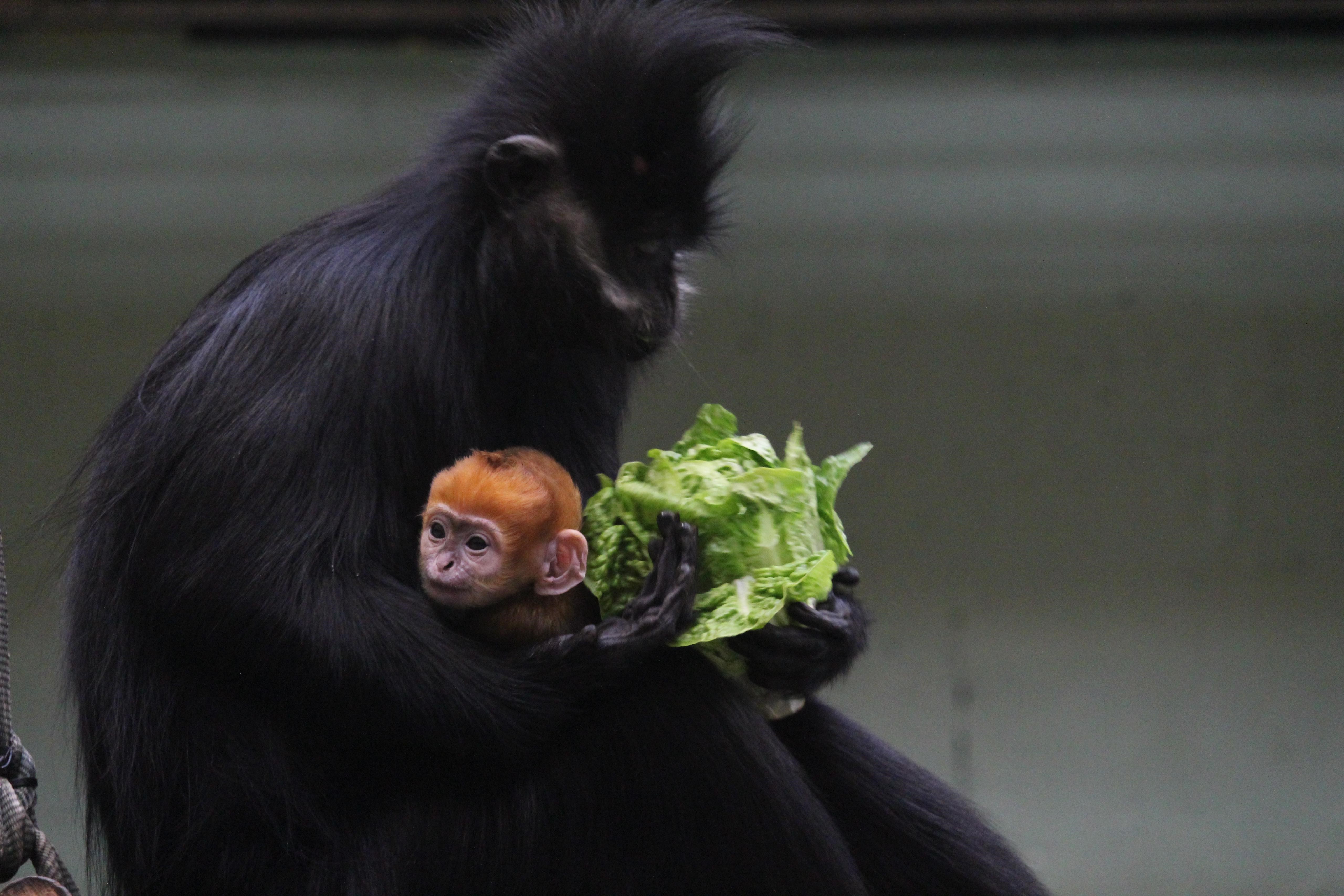 The baby monkey with bright orange fur being cradled by its mother