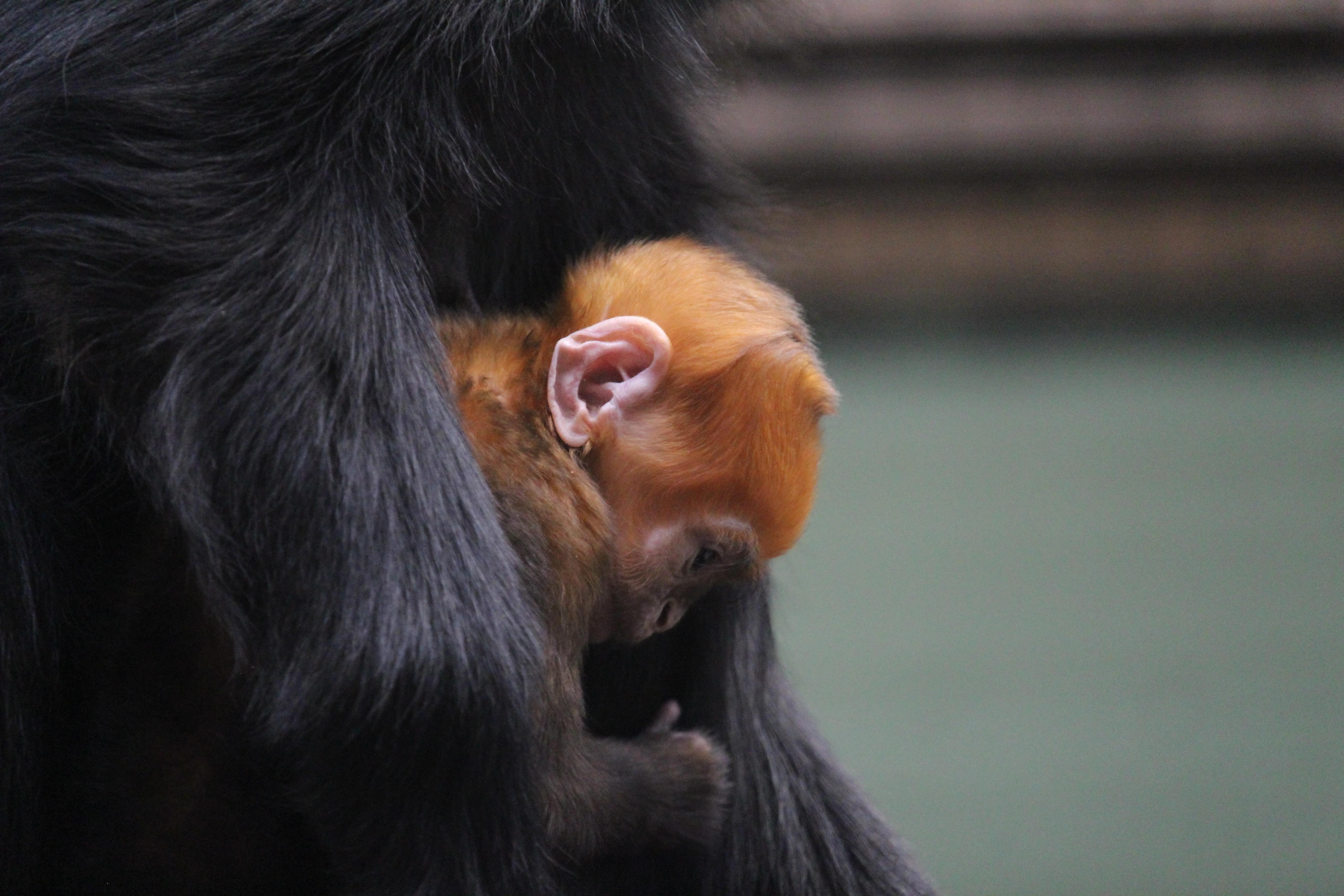 The baby monkey cuddling into its mother 