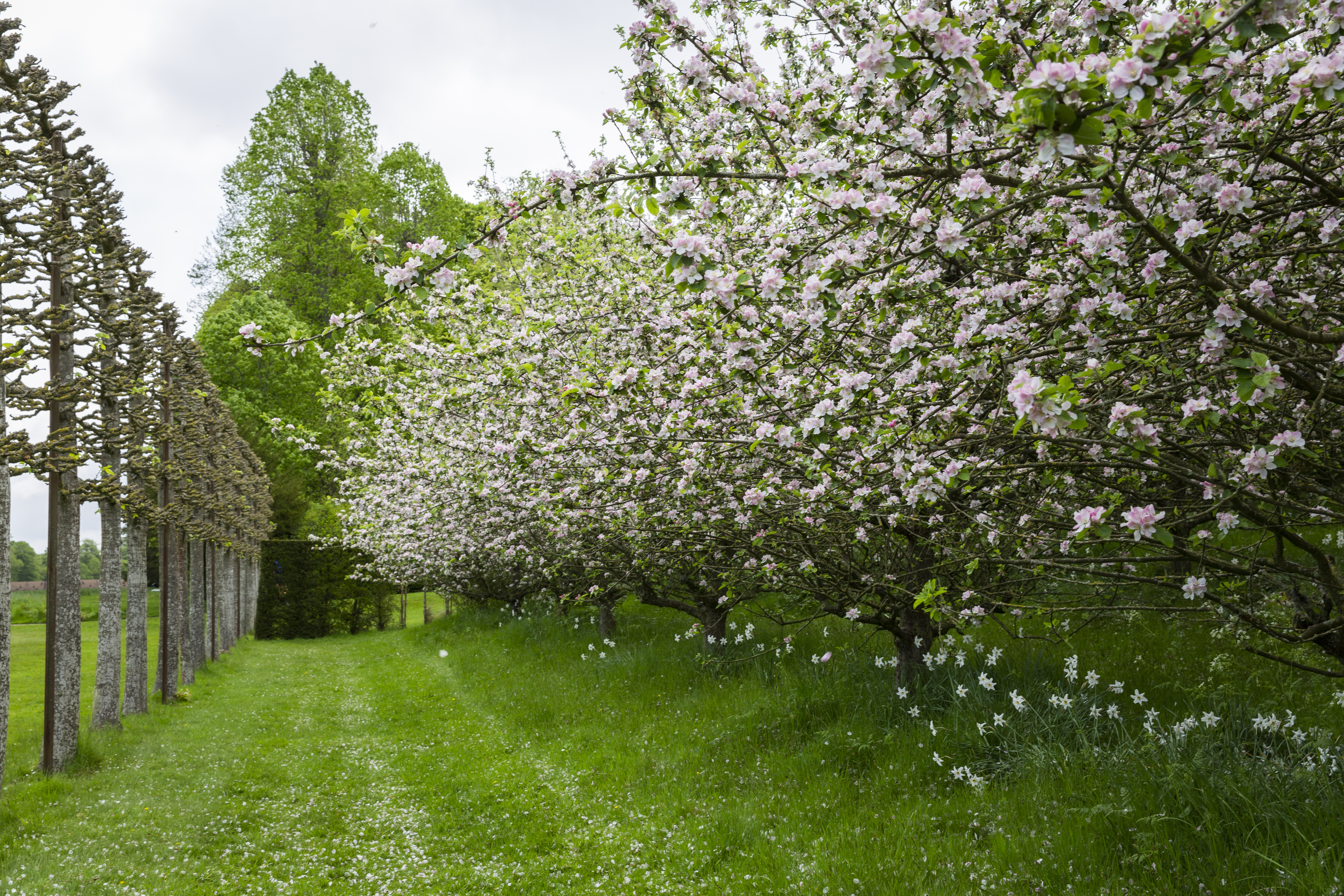 A row of apple trees in blossom at Erddig, Wrexham