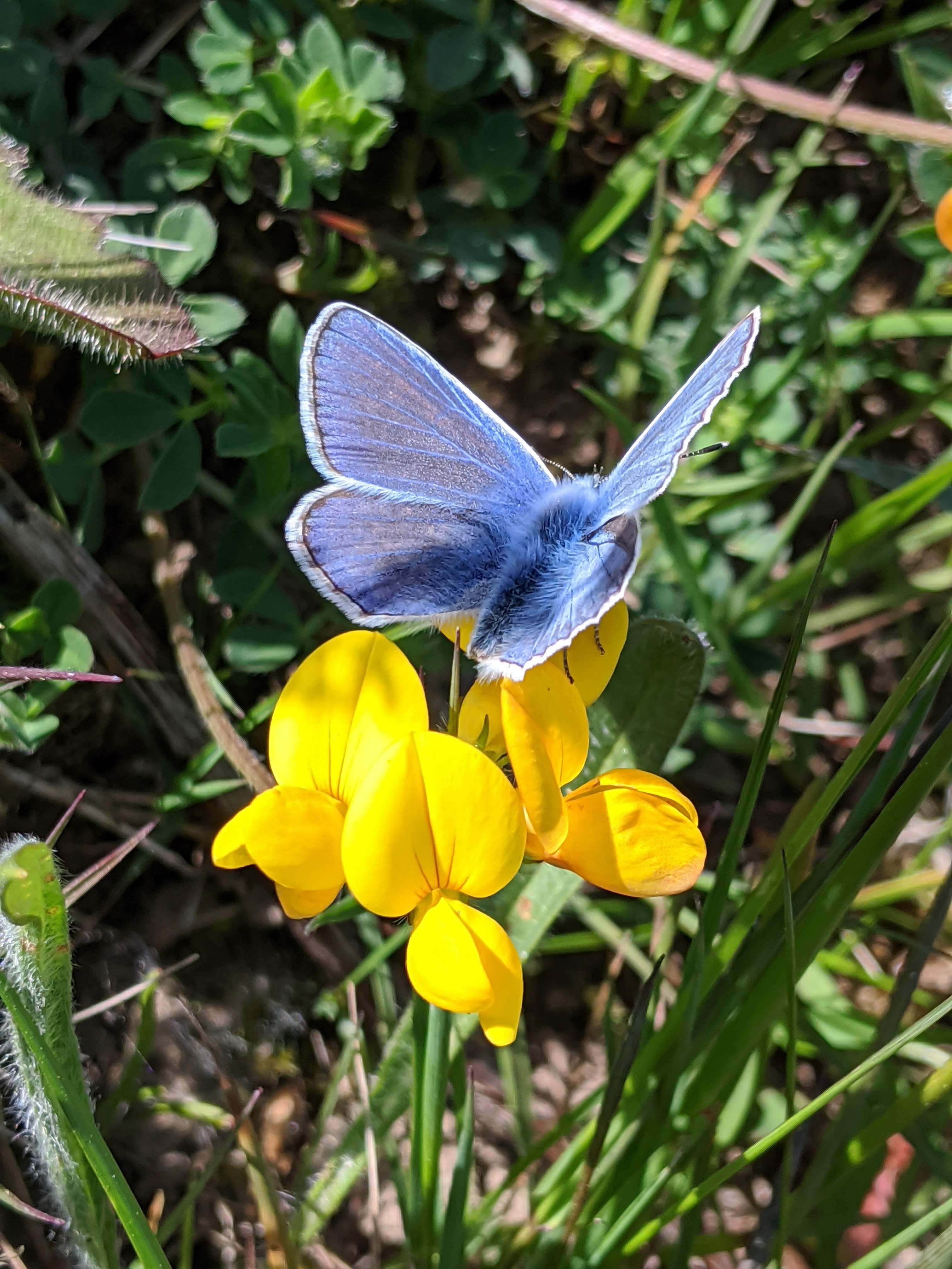 A common blue butterfly on bird's-foot trefoil flowers