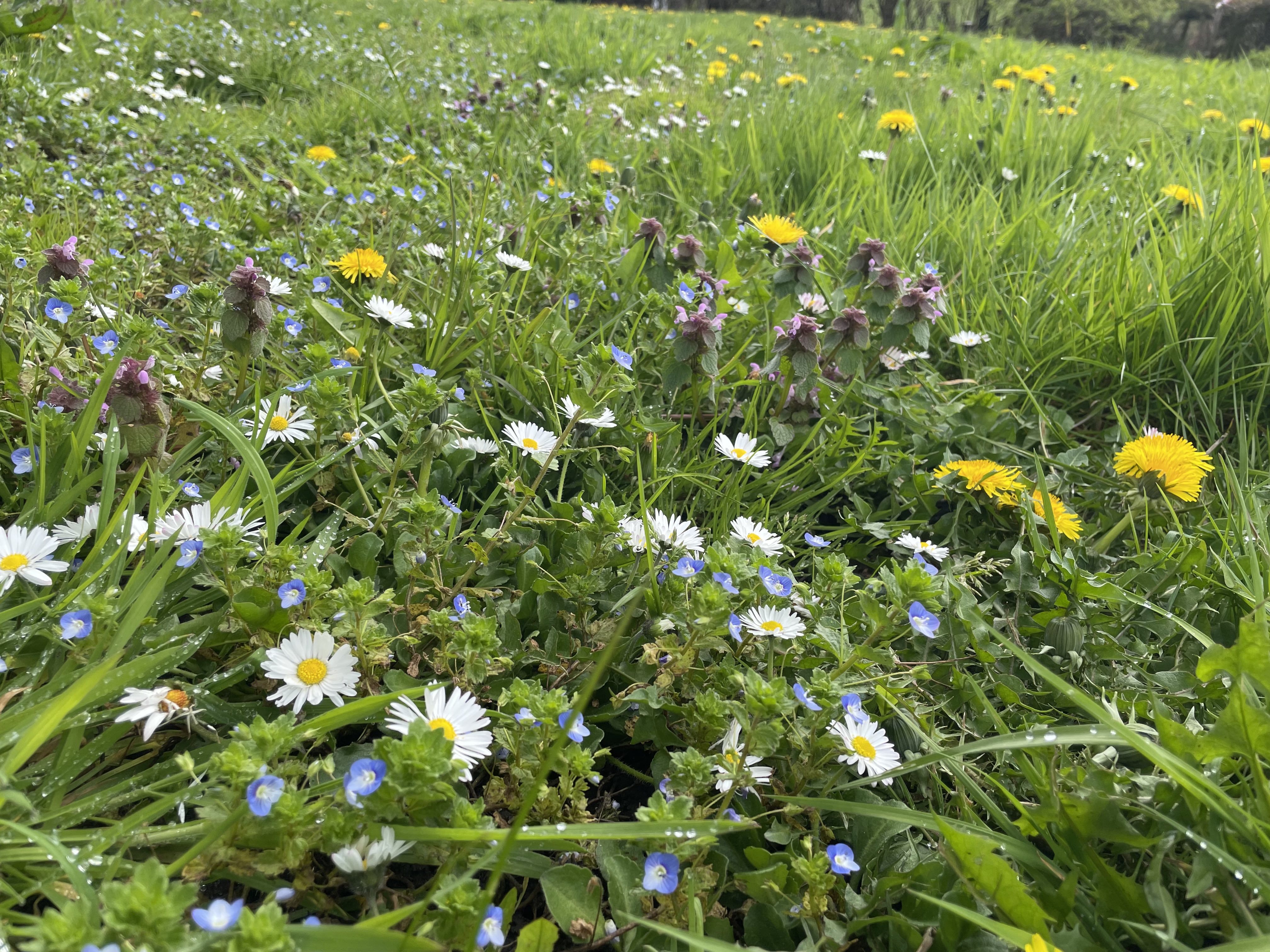 Daisies, dandelions and speedwell amongst lawn grass