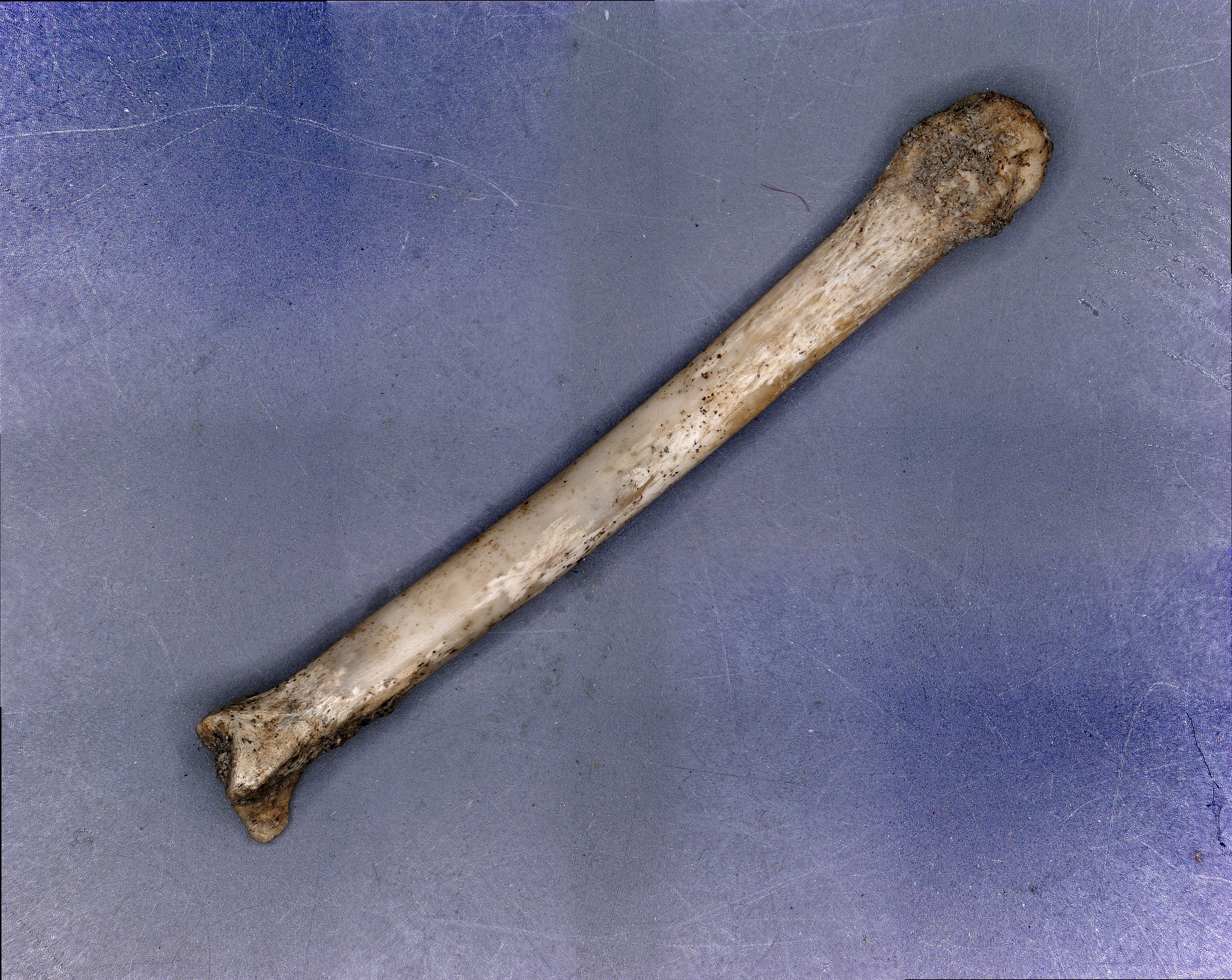 A squirrel bone found at one of the two archaeological sites in Winchester