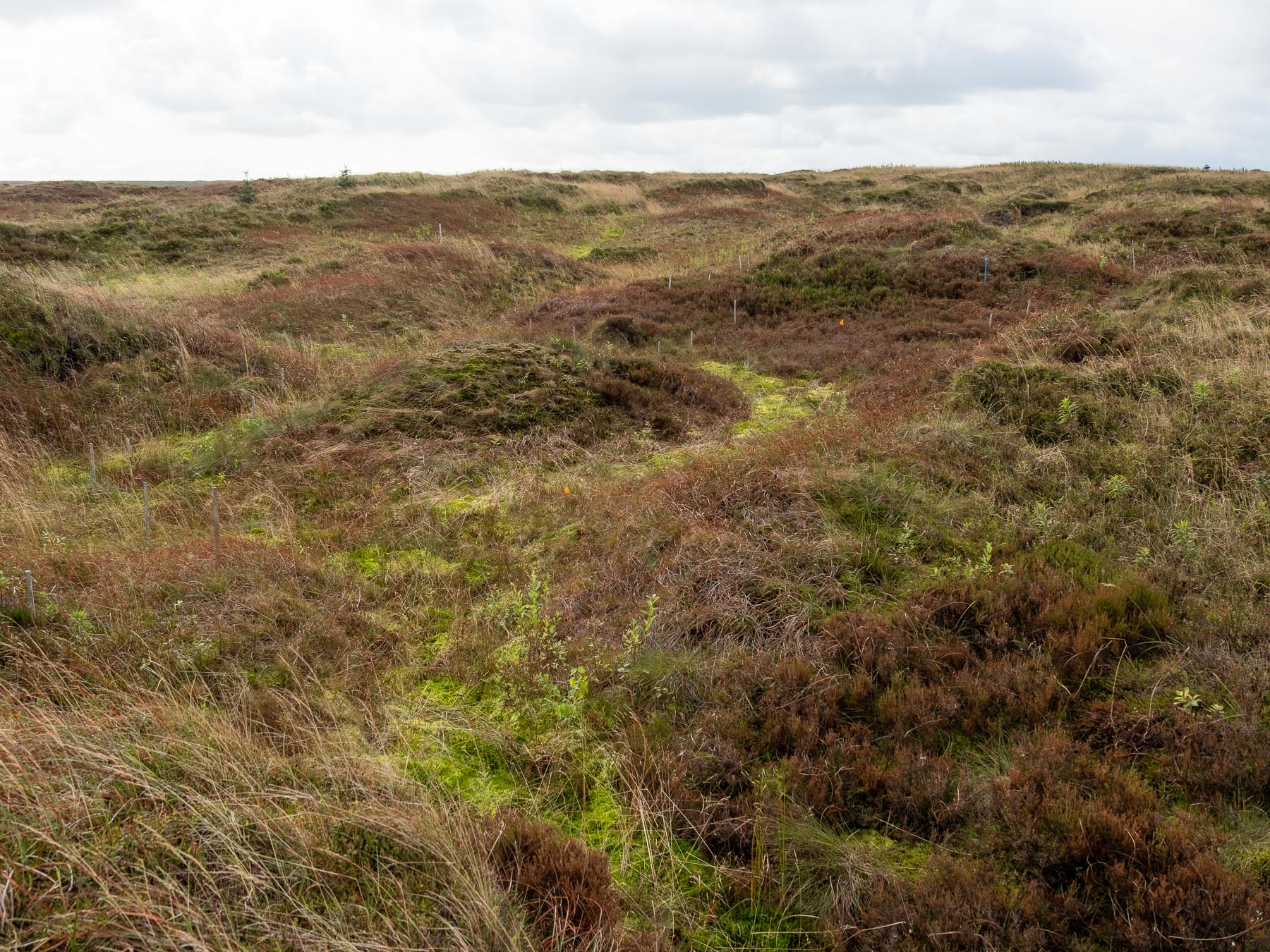 A view of the landscape of restored peat with lines of sphagnum moss in light green following the water lines