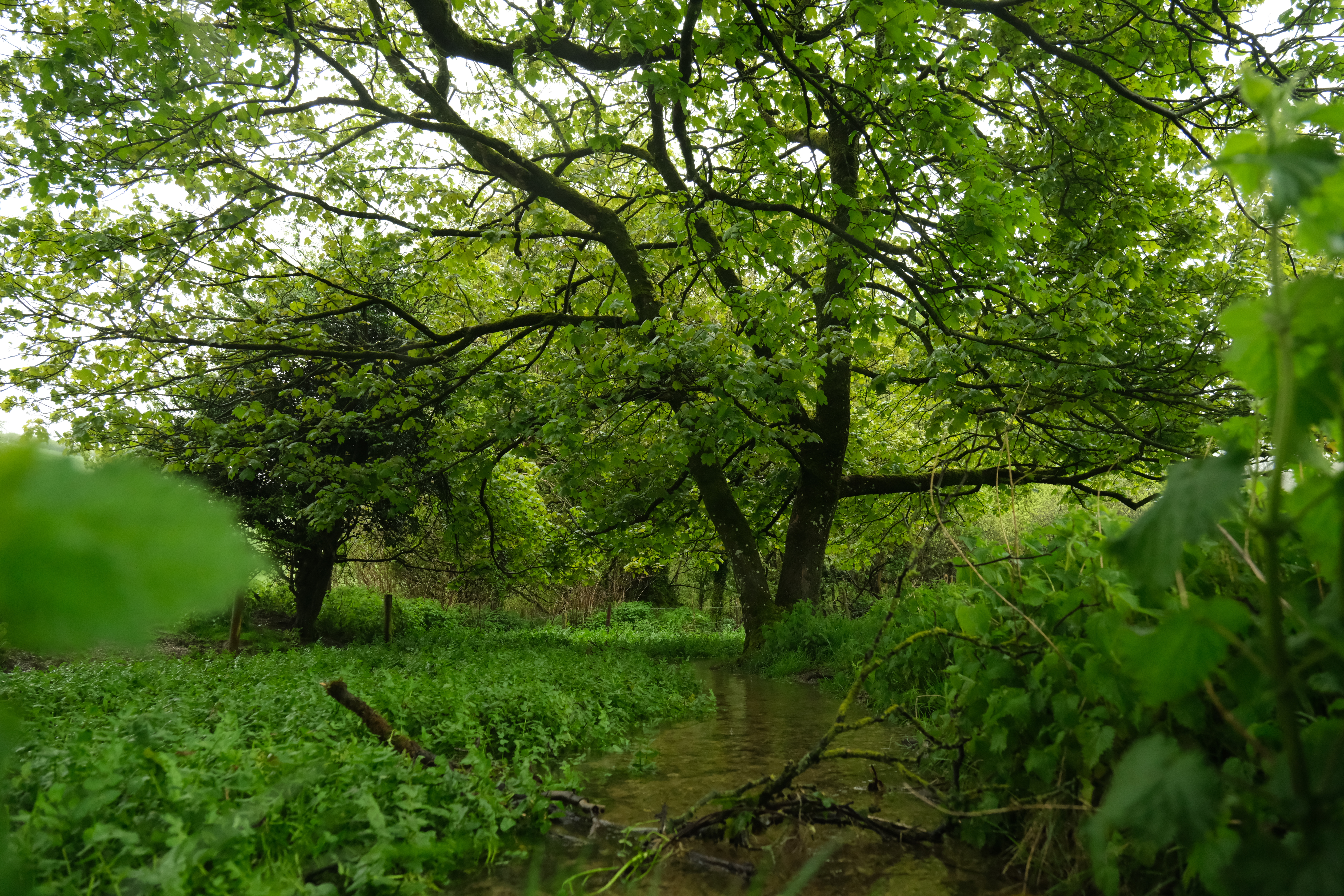 A view of trees and a stream with vegetation in spring at Lyscombe