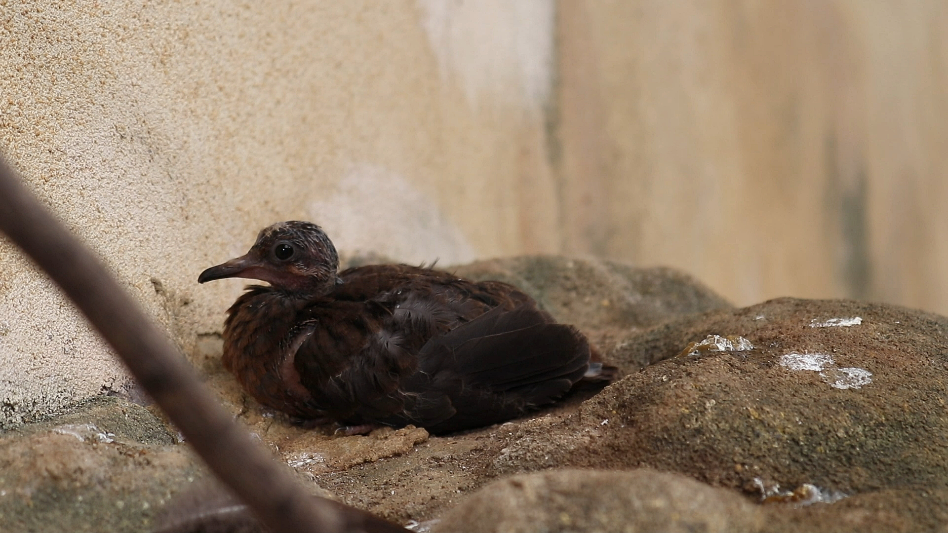 A baby chick