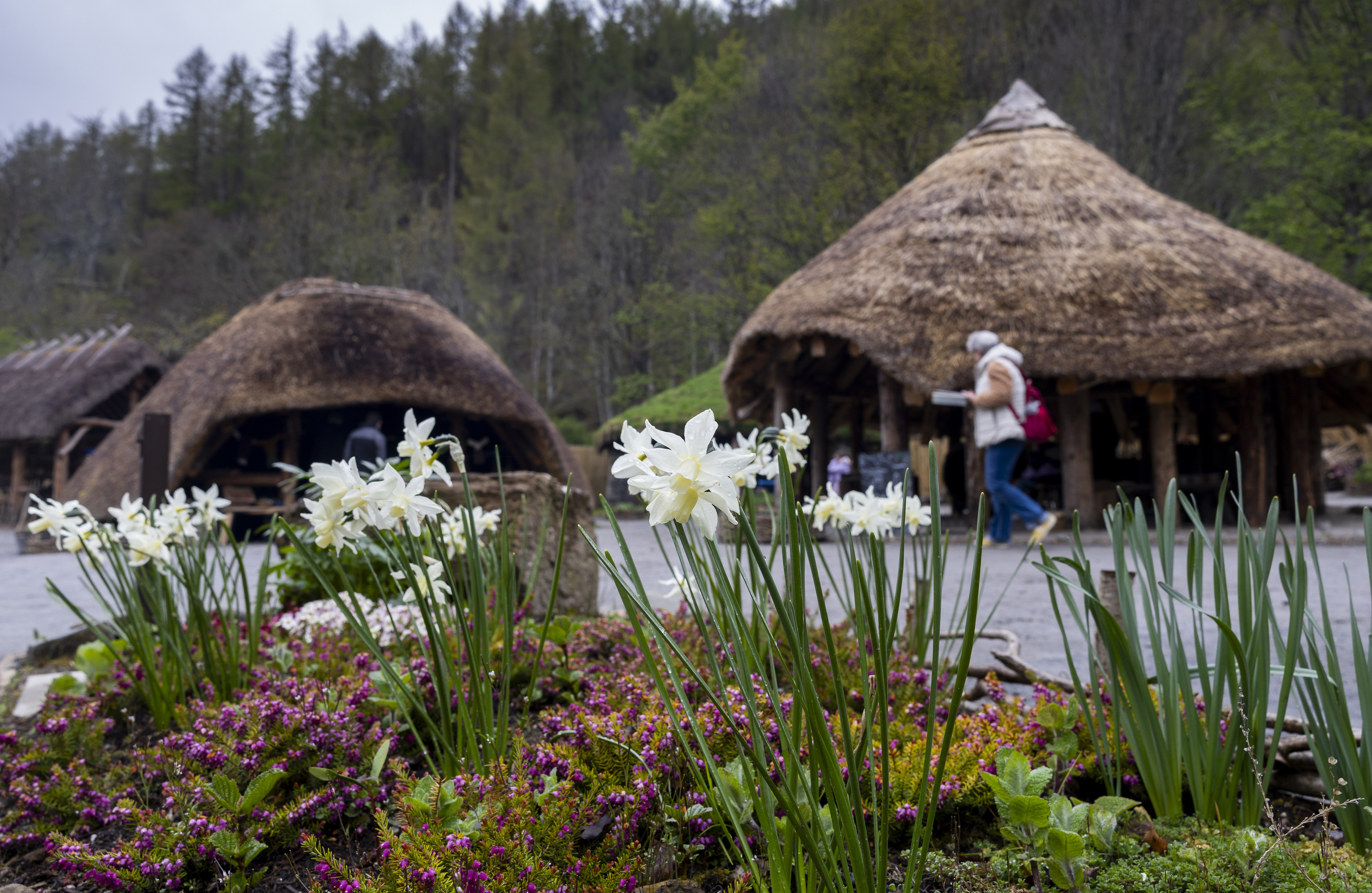 A view of the Scottish Crannog Centre, with thatched roofed buildings