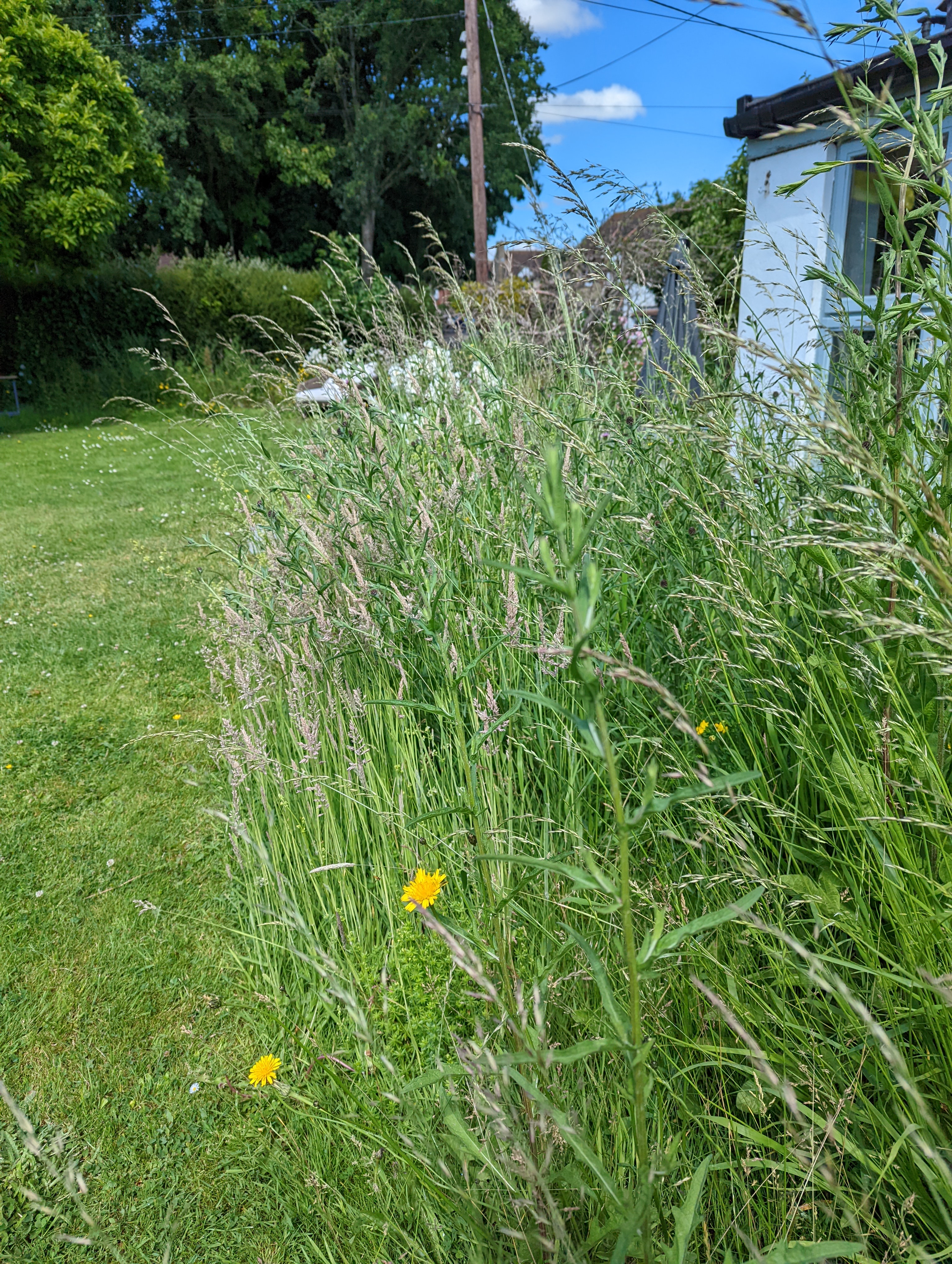 A strip of long grass alongside a mown lawn