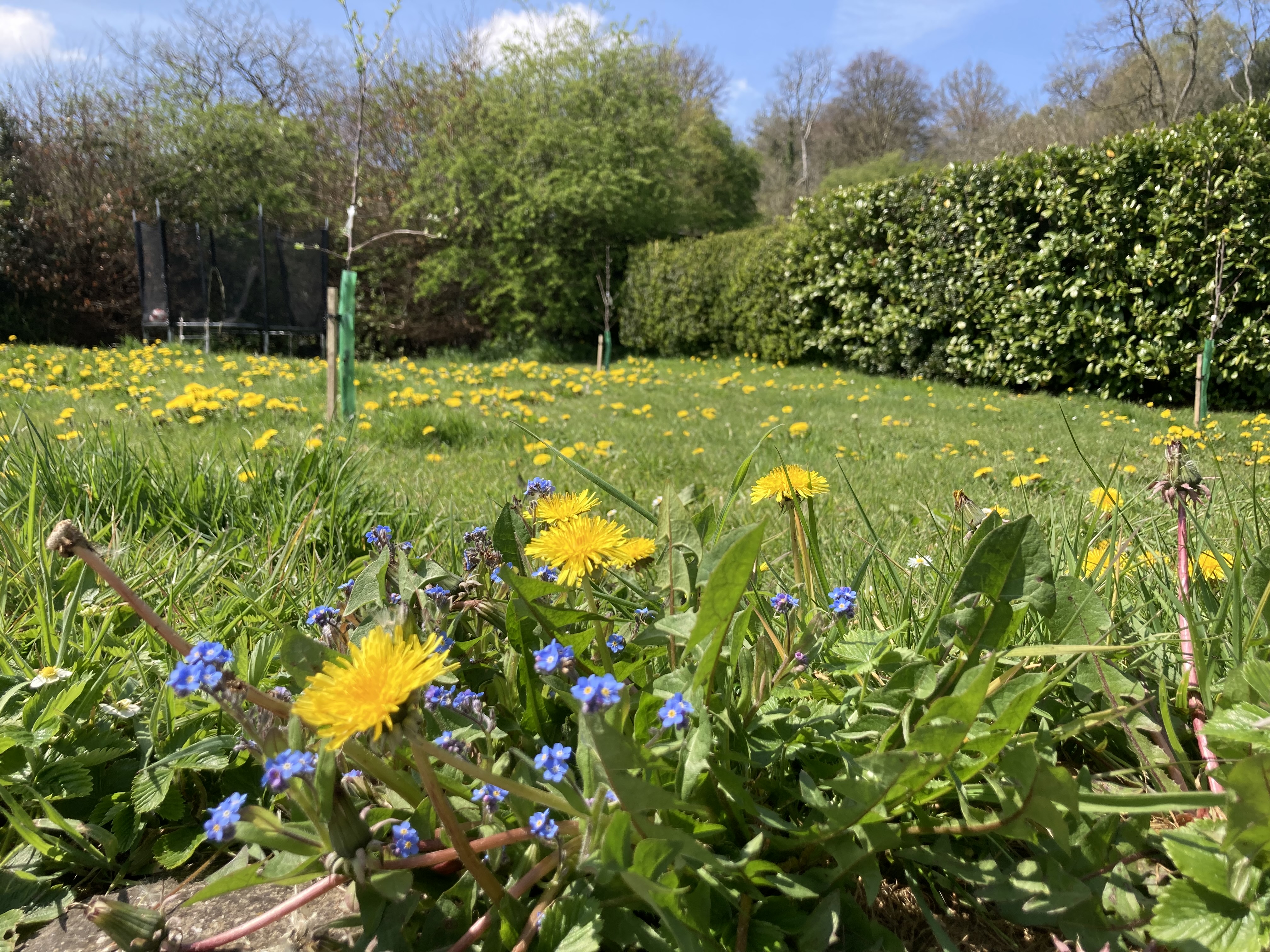 Dandelions in the foreground of a garden lawn dotted with wildflowers