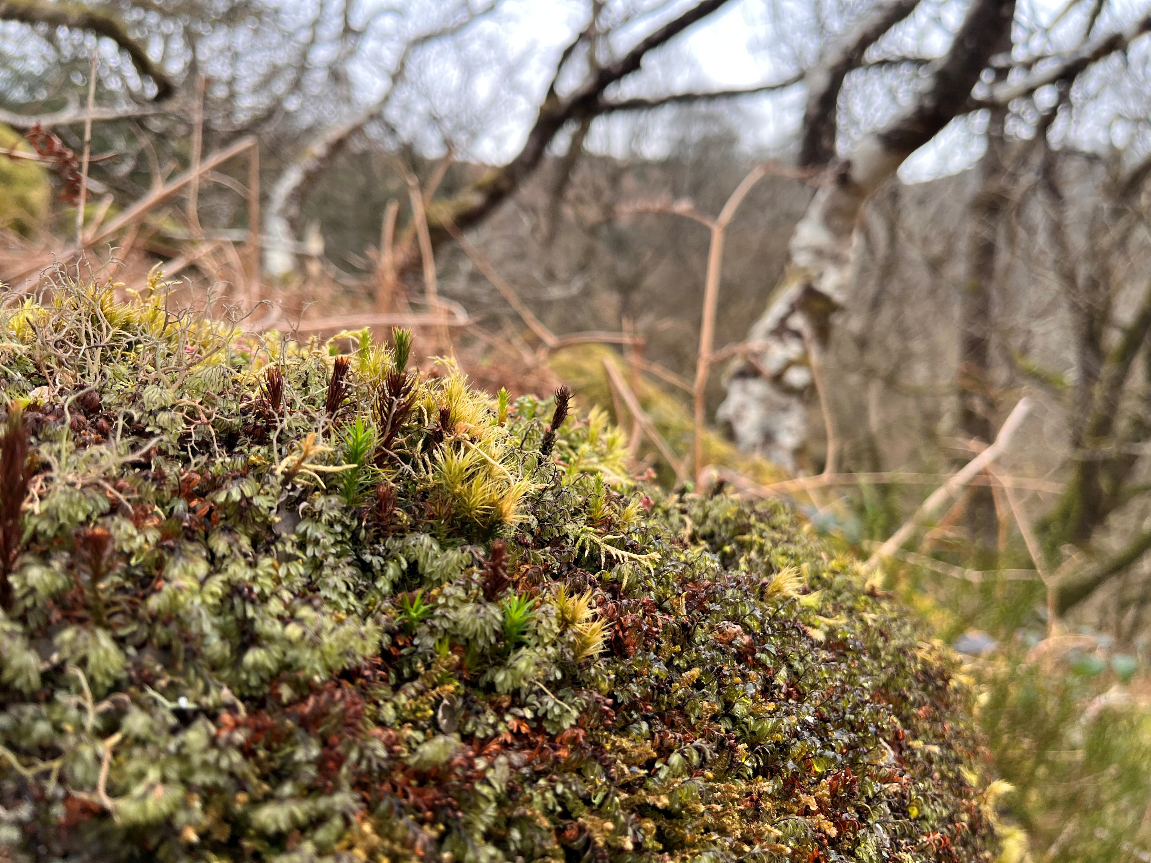 Bryophytes growing on a rock with silver birches in the background