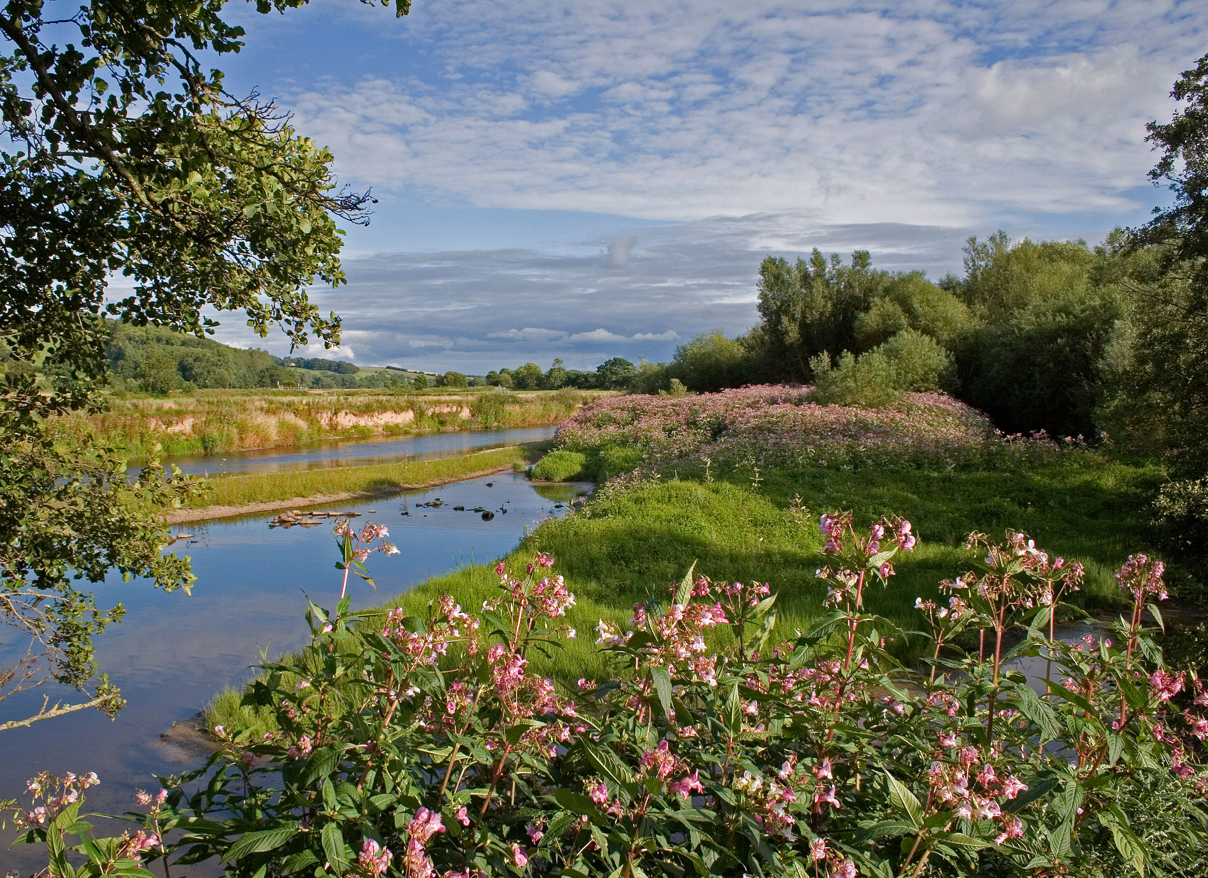A view of a river with Himalayan balsam in the foreground and along the water's edge
